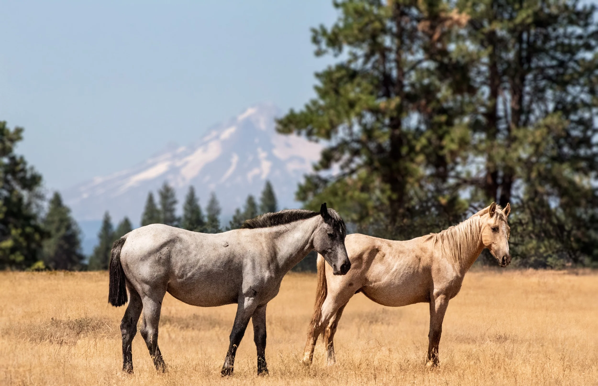 MTHOOD_HORSES_WARMSPRINGS_RES-6.jpg