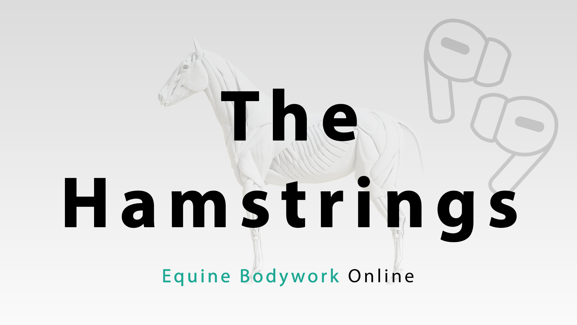 The Hamstrings