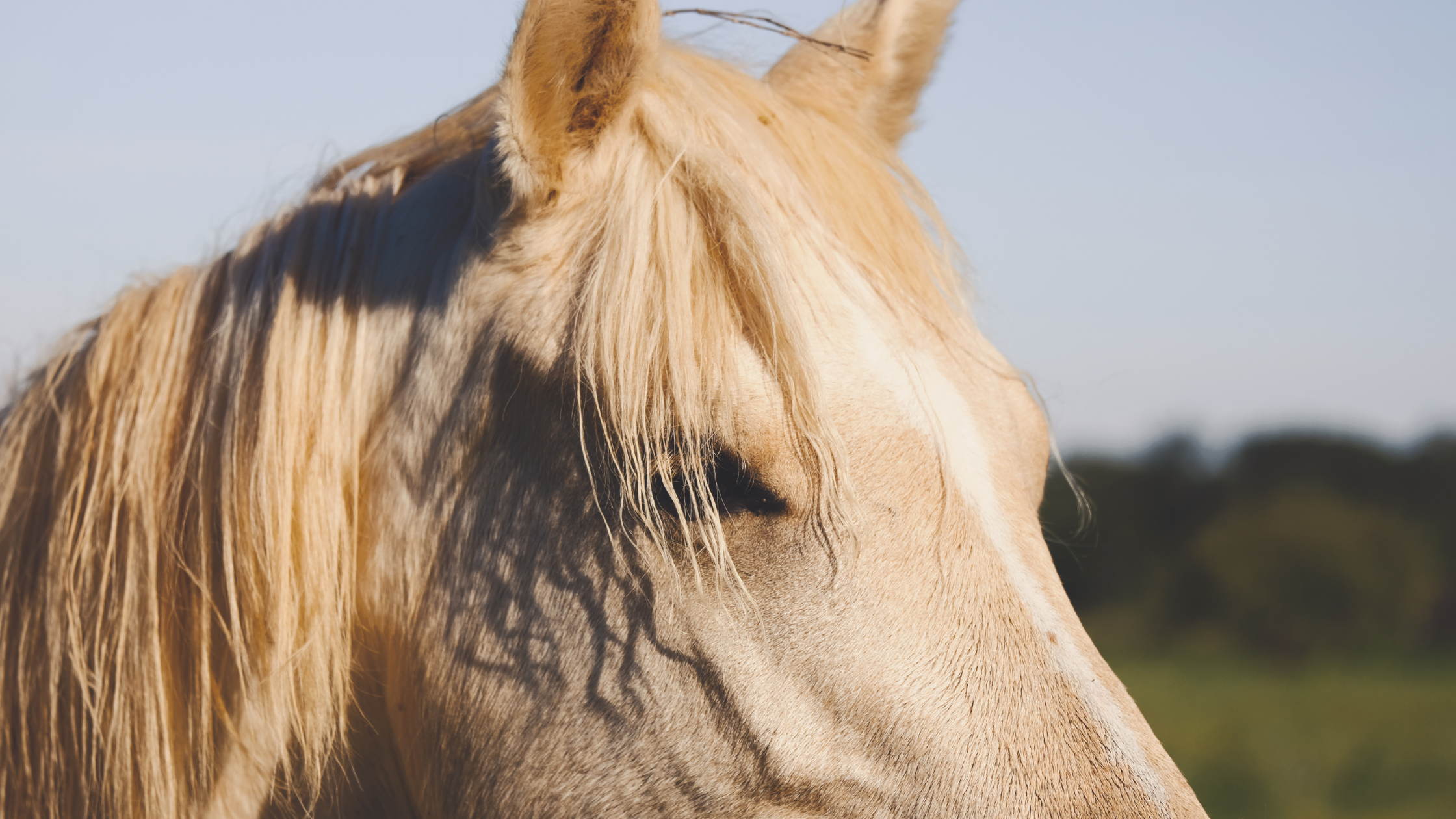 TMJ in Horses: Why It Matters for Comfort, Movement, and Performance