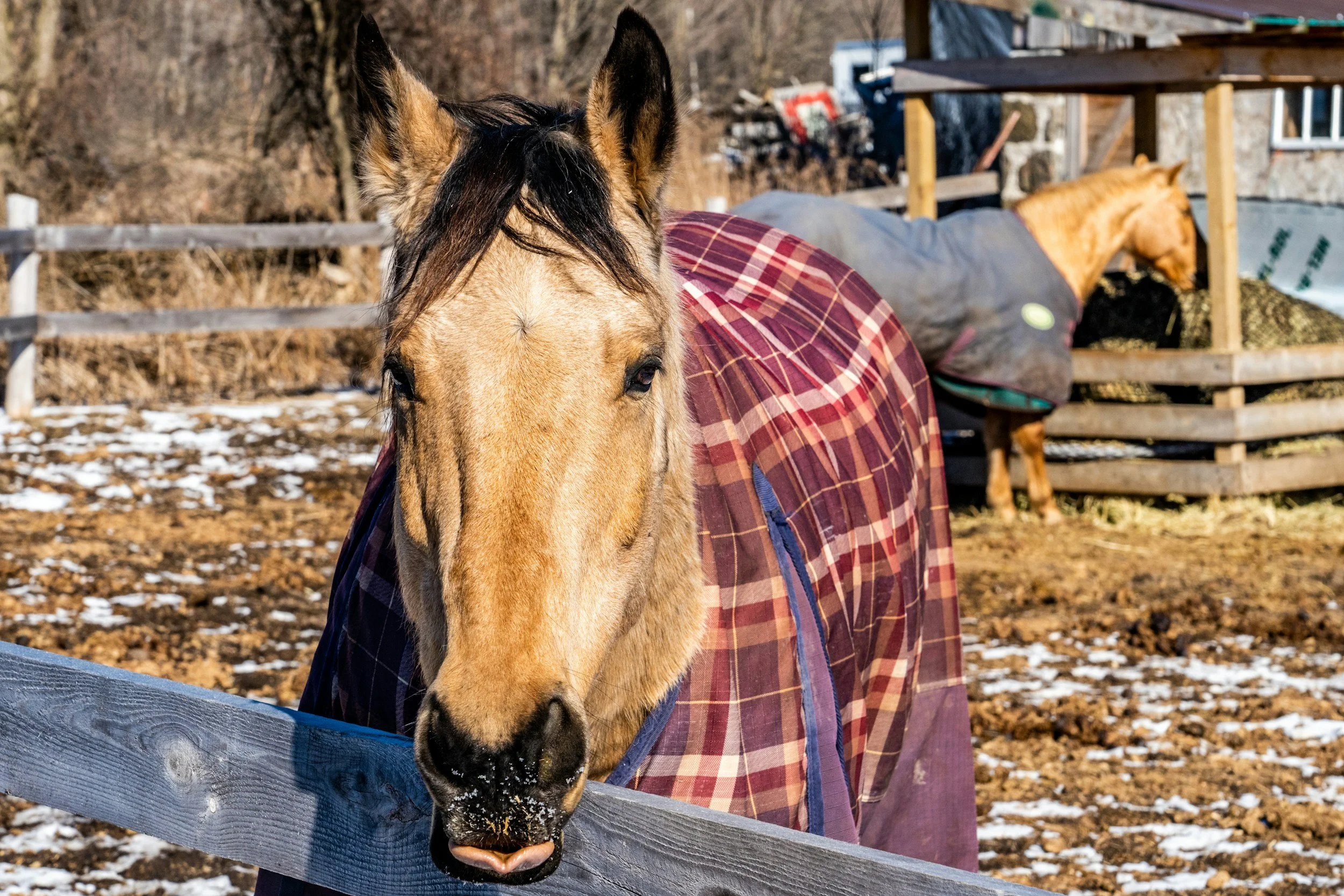 Movement Matters for Your Horse’s Joints in Cold Weather