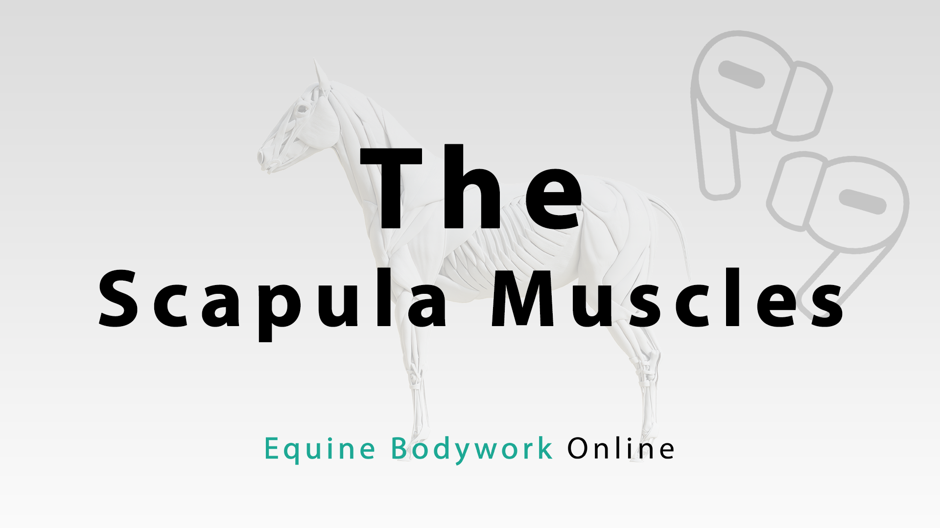 The Scapula Muscles