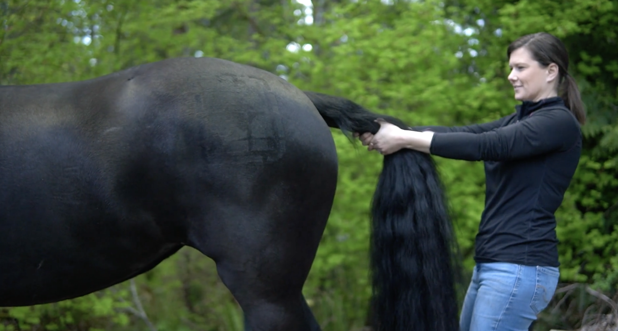 The Many Modalities of Equine Bodywork