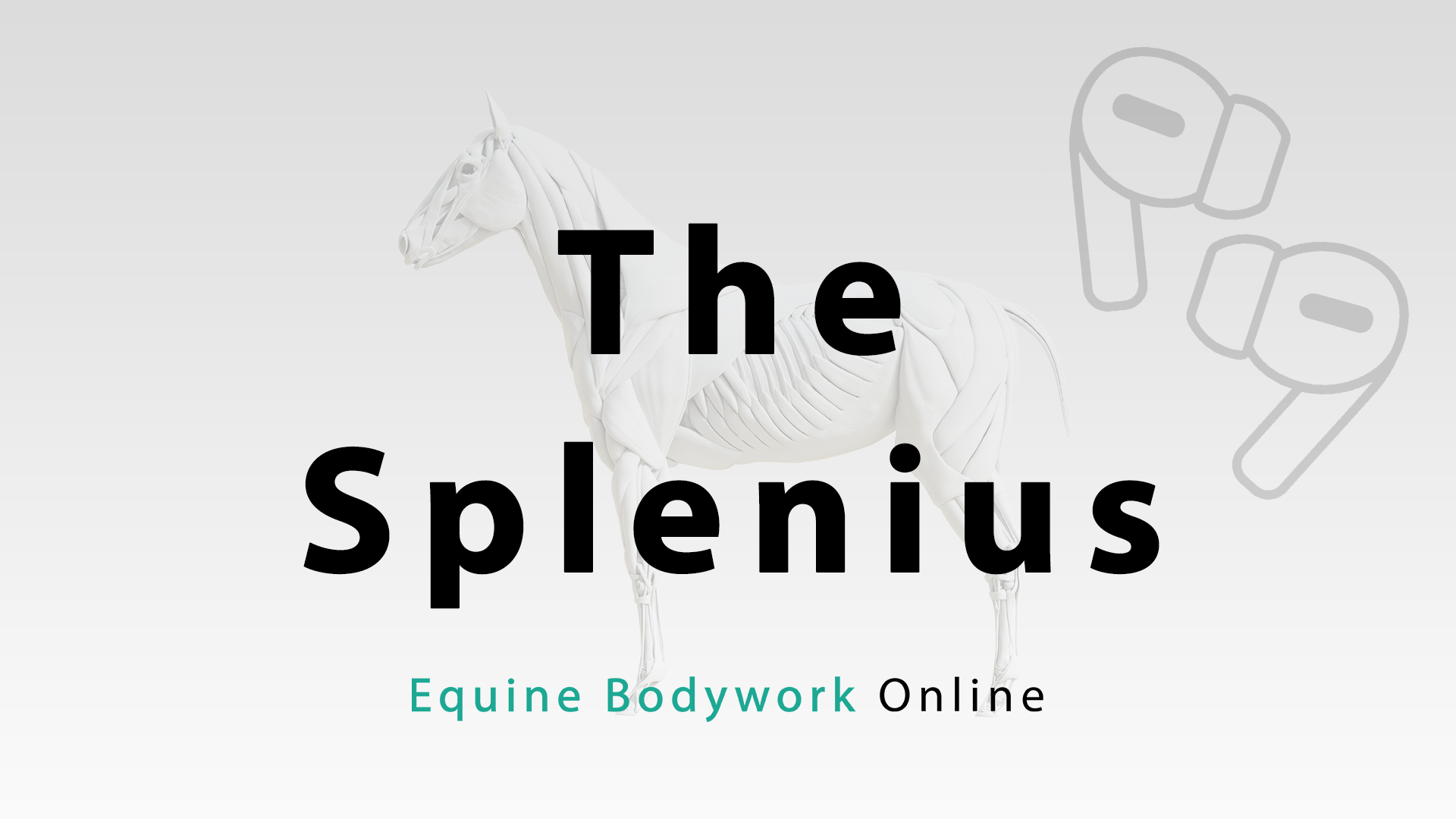 The Splenius