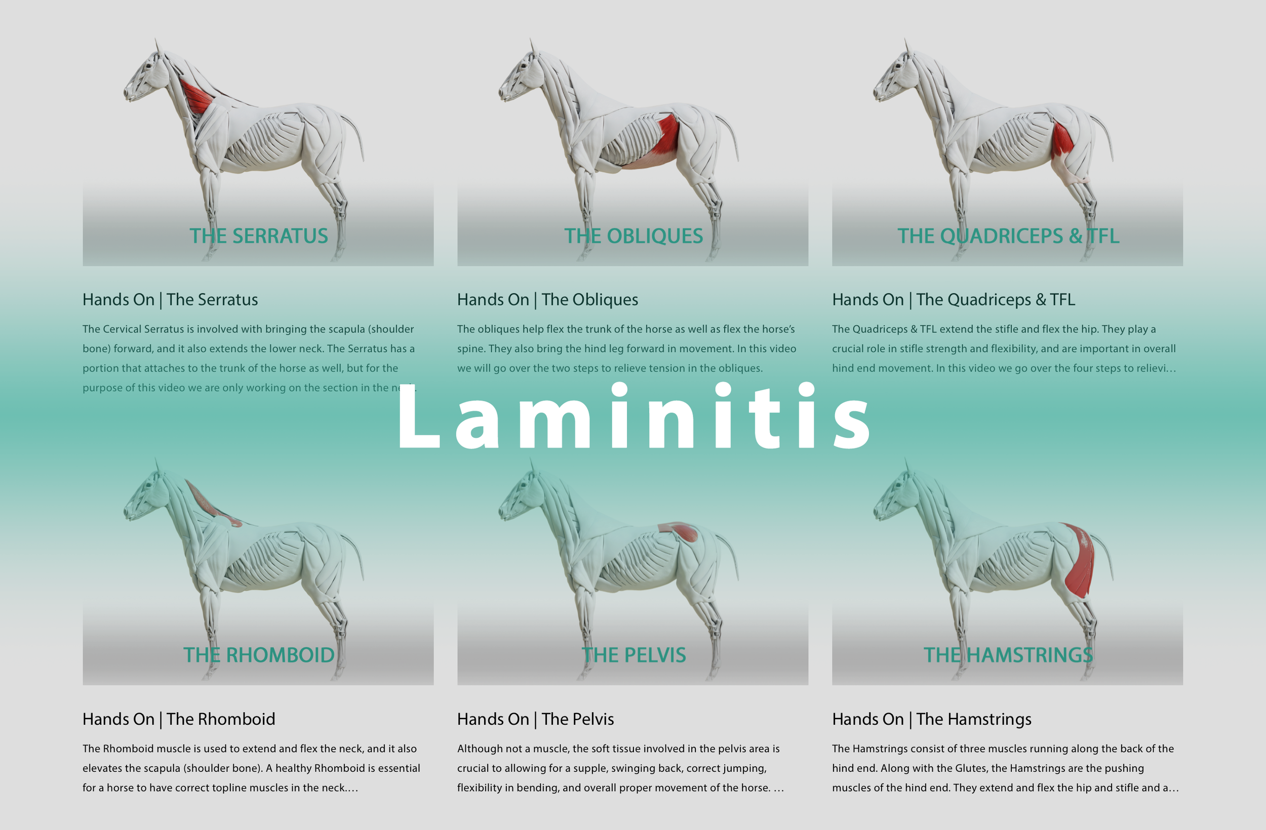 Laminitis
