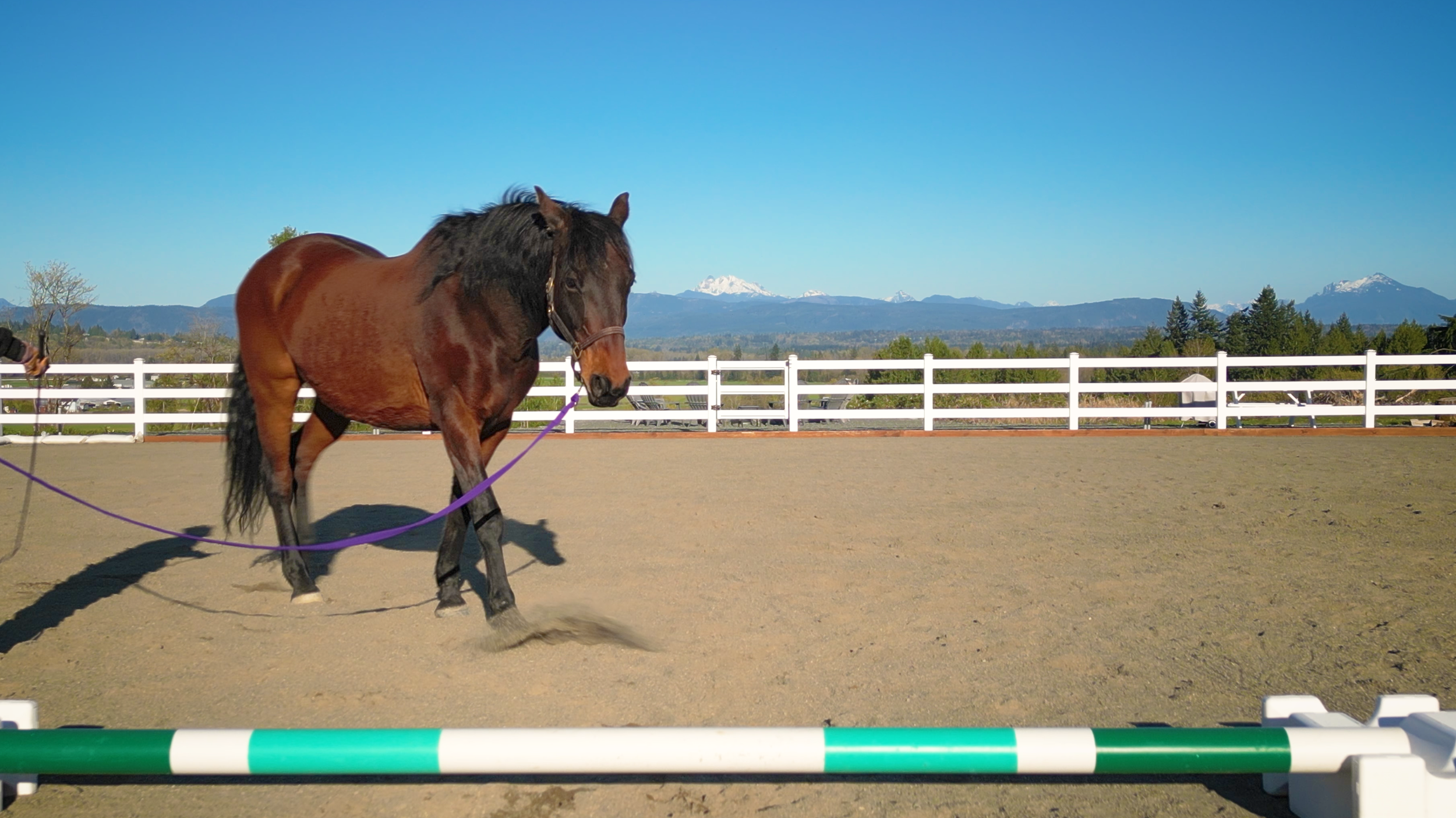 4WWP Hind End Banner Thumbnail v1.png