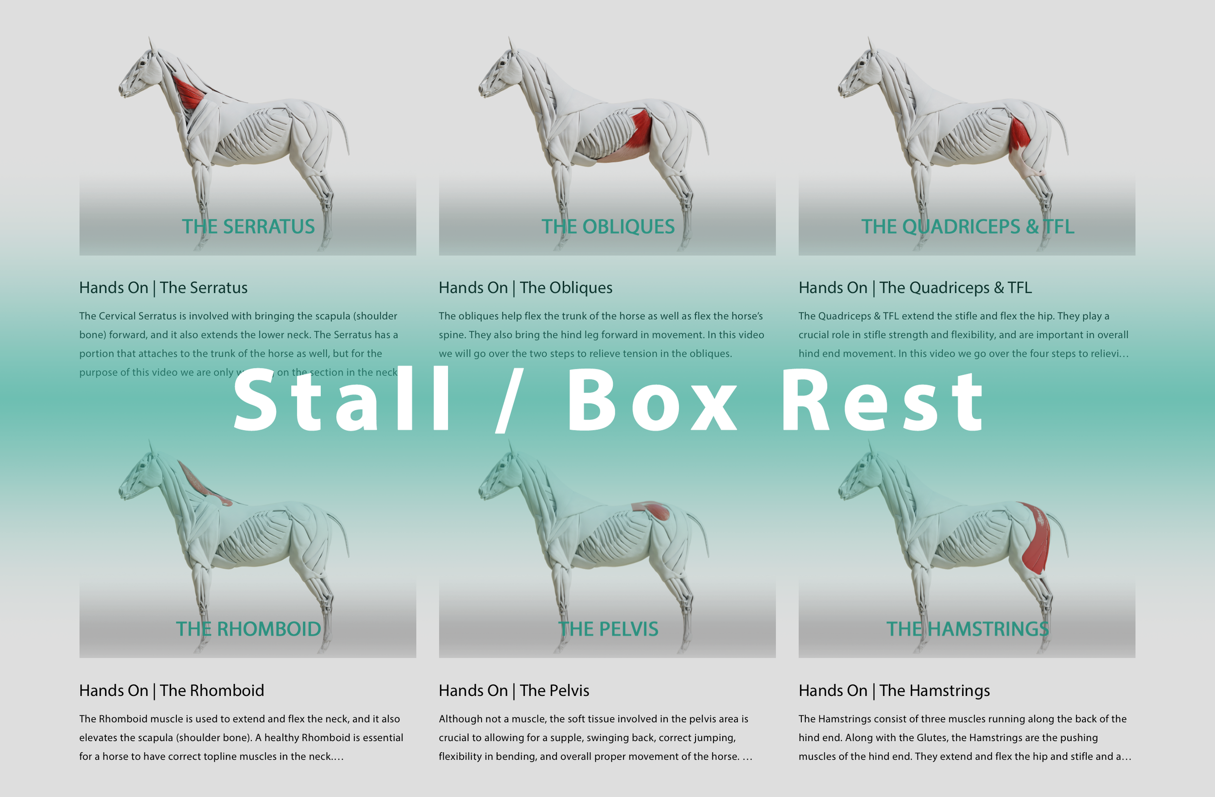 Stall / Box Rest