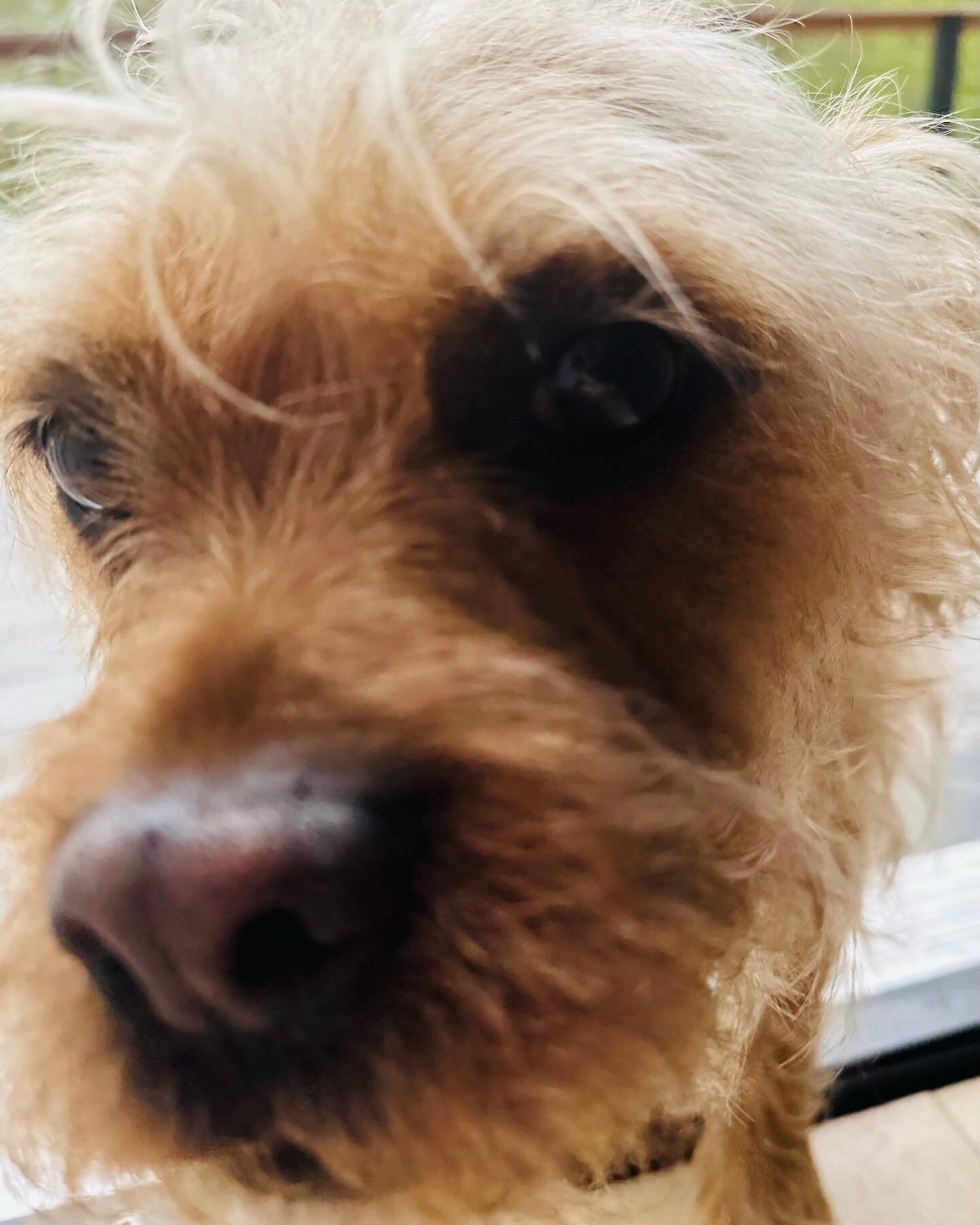 Every day is a great day when you  give love and get love 🥰 #blueandhoneypetcare