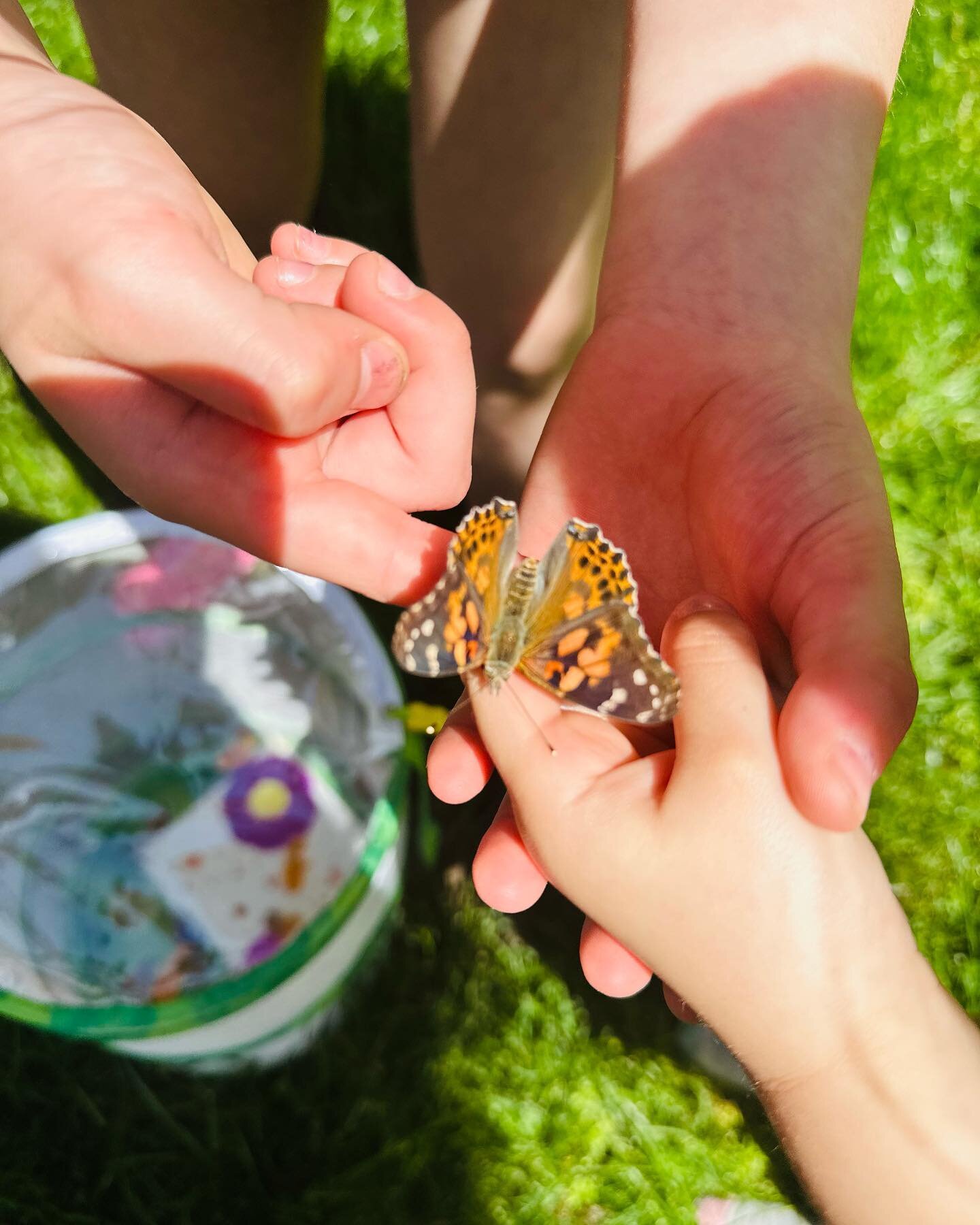 Today was the big day&hellip;time to release our butterflies into the world so they can do their important work and bring us joy while they float colorfully through our gardens.  Nature is so cool! #blueandhoneypetcare #butterflygarden