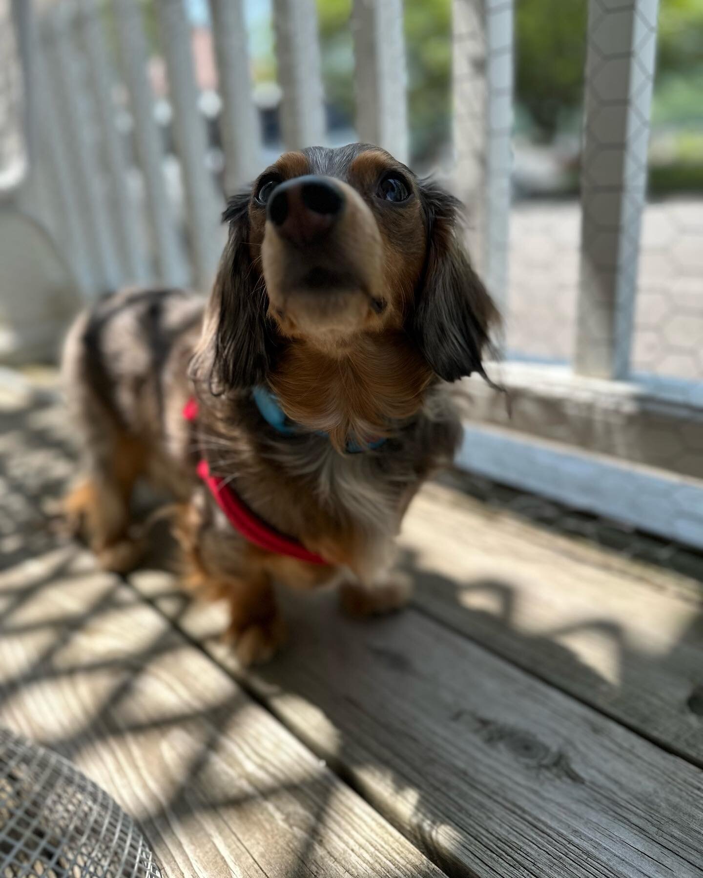 Add another doxie to our crew?  YES PLEASE!  So thrilled to welcome Pip to Blue &amp; Honey Pet Care! 🫶🏻 🌭 🐶