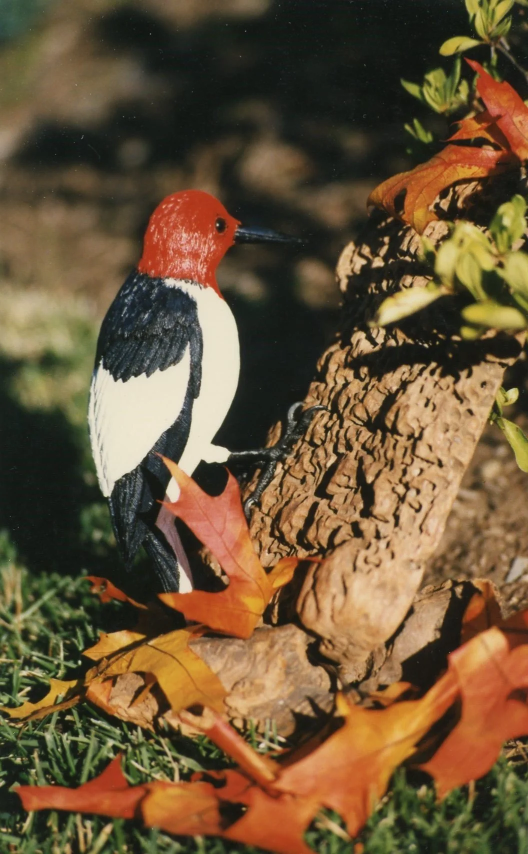 img006 - Copy.jpg