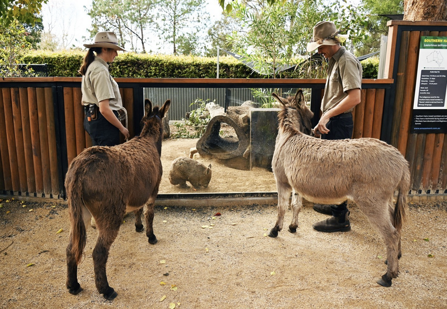 Amazement Farm and Fun Park