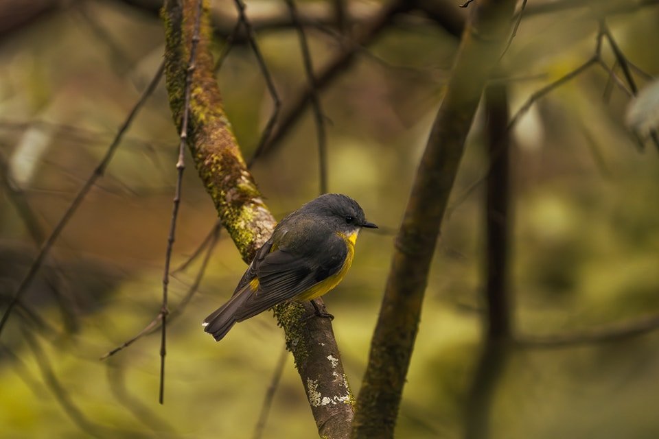 Caught this little beauty on the Lyrebird Dell trail. The Eastern Yellow Robin is a gem! 

#birdphotography #wildlife #easternyellowrobin #nature #outdoorphotography #birdwatching #naturelove #wildlife_perfection #birds_of_instagram #photography #tra