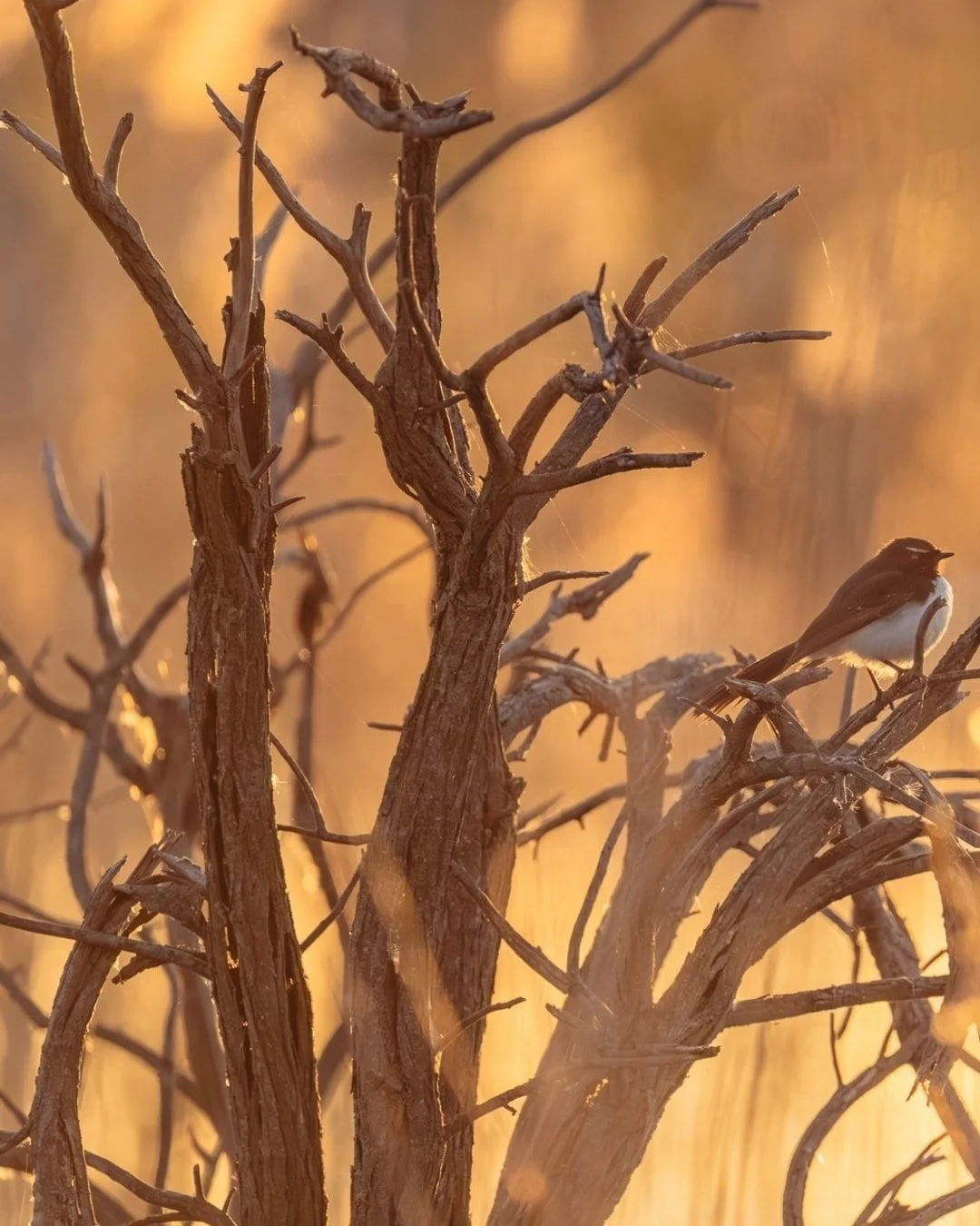 When the sun bounces off the water just right and a Wilson Wagtale finds the perfect perch, you end up with this dreamy golden haze. Nature has a way of setting the stage better than any backdrop.
.
.
.

#WilsonWagtale #SkyzabluPhotography #NSWPhotog