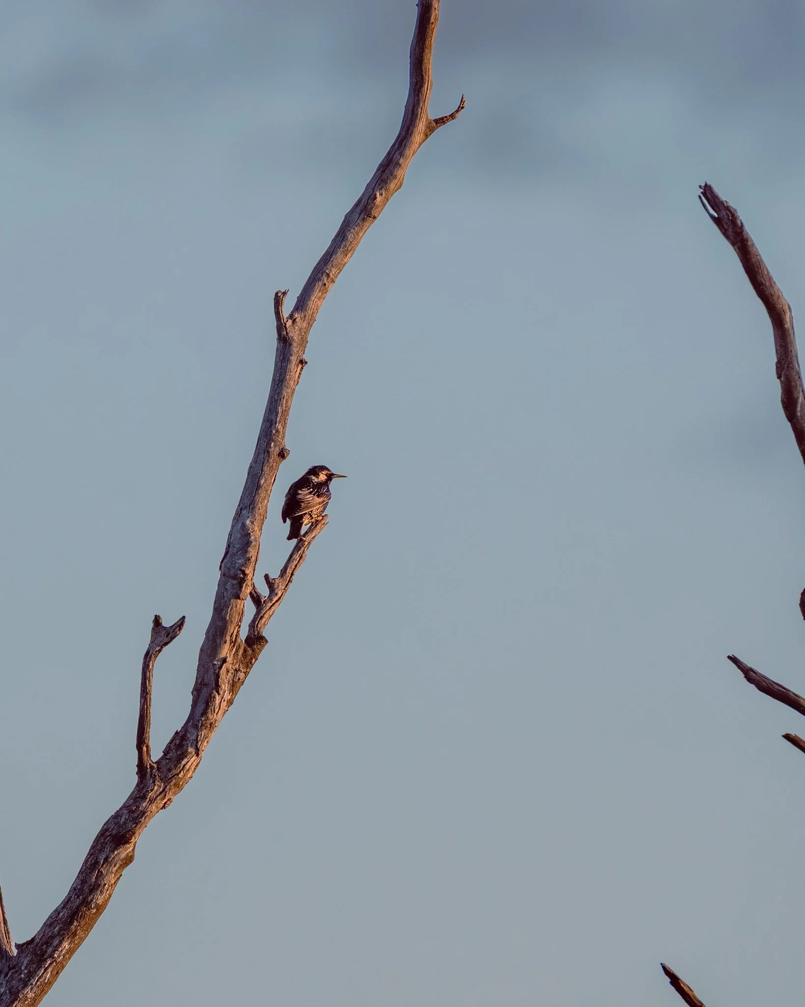 Spotted this little guy a few weeks back. Anyone know what he is? I tried running him through a few apps but nothing close came up.

#WildlifeSpotting #NatureMystery #BirdPhotography #AustralianWildlife #NatureWatch #SkyzabluPhotography