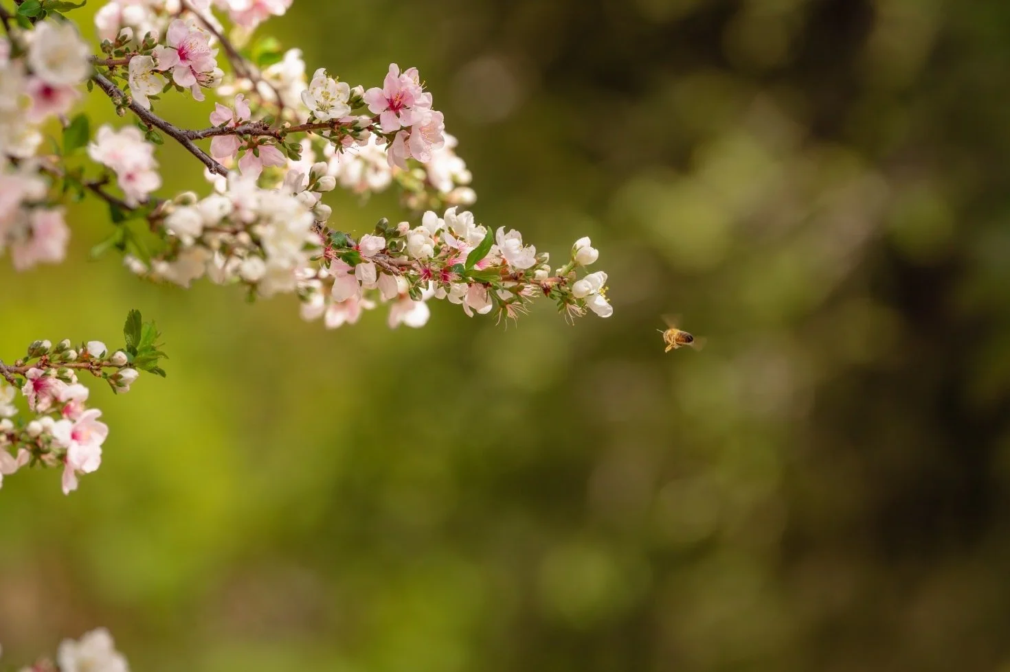 I think this might be my favorite shot of the year so far. The light, the colors, the motion&mdash;everything just came together perfectly. Sometimes a photo just feels right, and this one definitely does.
#MacroPhotography #Bee #NaturePhotography #W