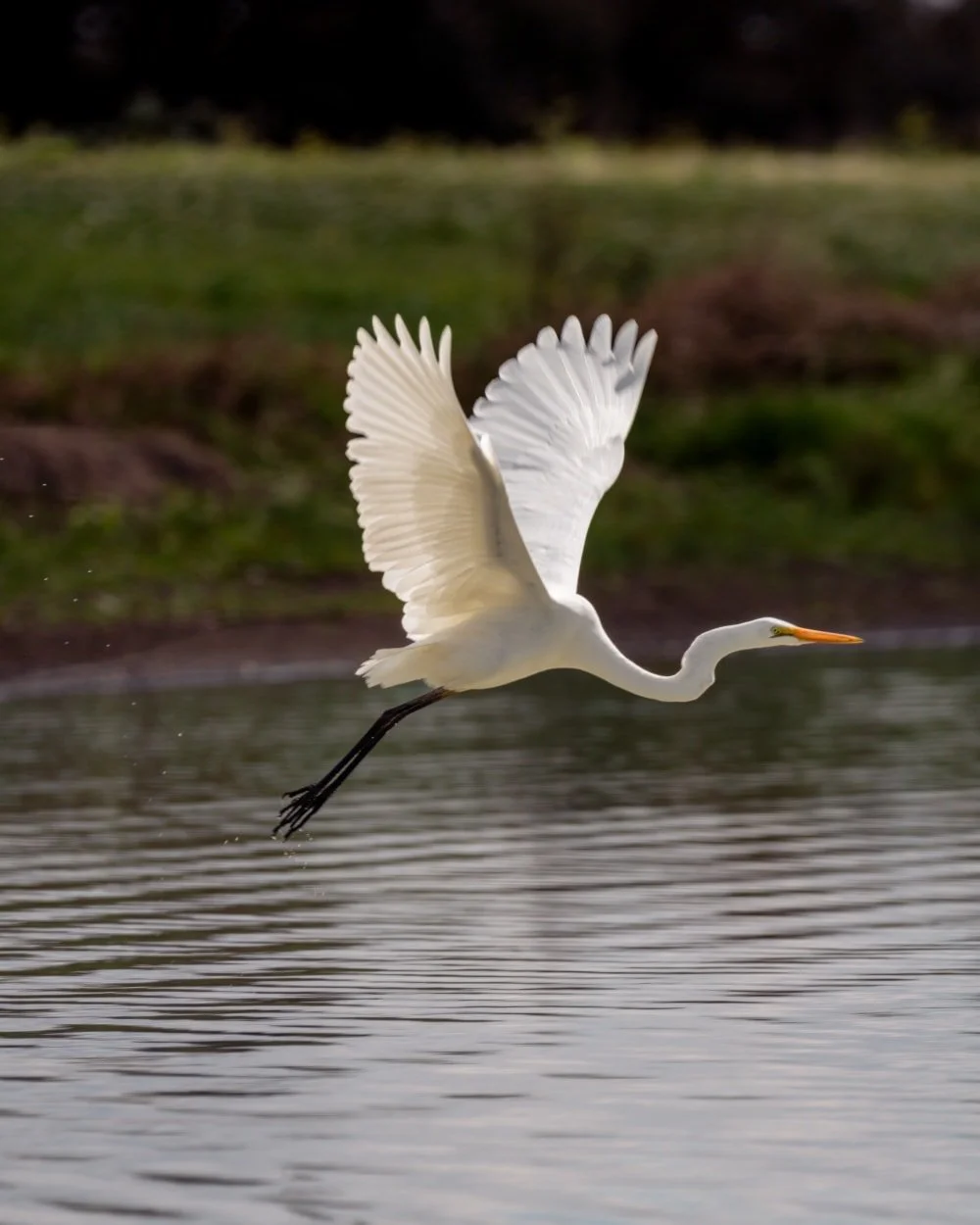 I was lucky enough to capture this majestic egret taking flight after hunting for some fish. Watching these birds transition from a patient hunter to a graceful flyer is always a beautiful sight.
#GreatEgret #BirdPhotography #WildlifePhotography #Gum