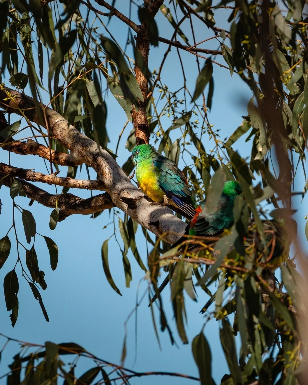 Spotted this stunning Red-rumped Parrot at Lake Gumbend a couple of weeks ago! These guys are always incredible to spot, and their vibrant plumage is just incredible to see up close.
​#RedRumpedParrot #BirdsofAustralia #AustralianBirds #Parrot #BirdP