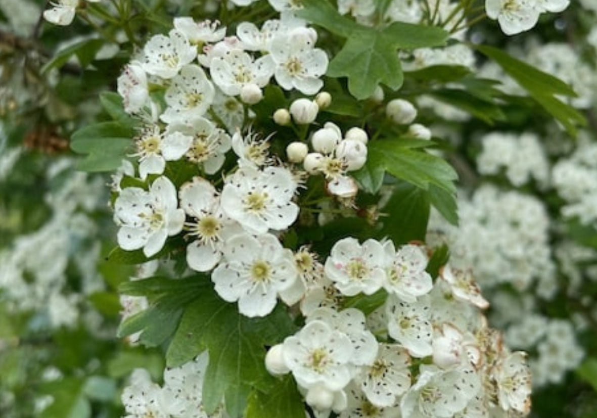 Spring Day Retreat with Derek Elliott