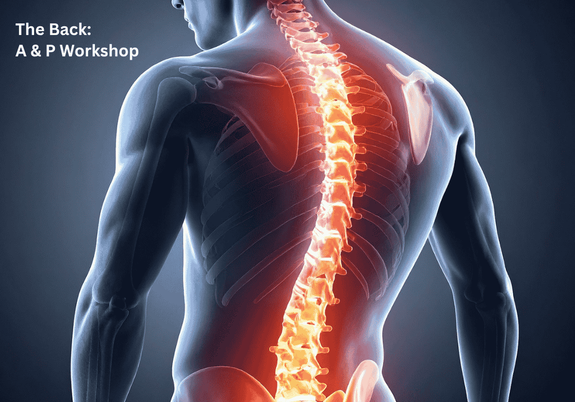 The Back - Bolstering and Bending your Back with Bertie Jesson