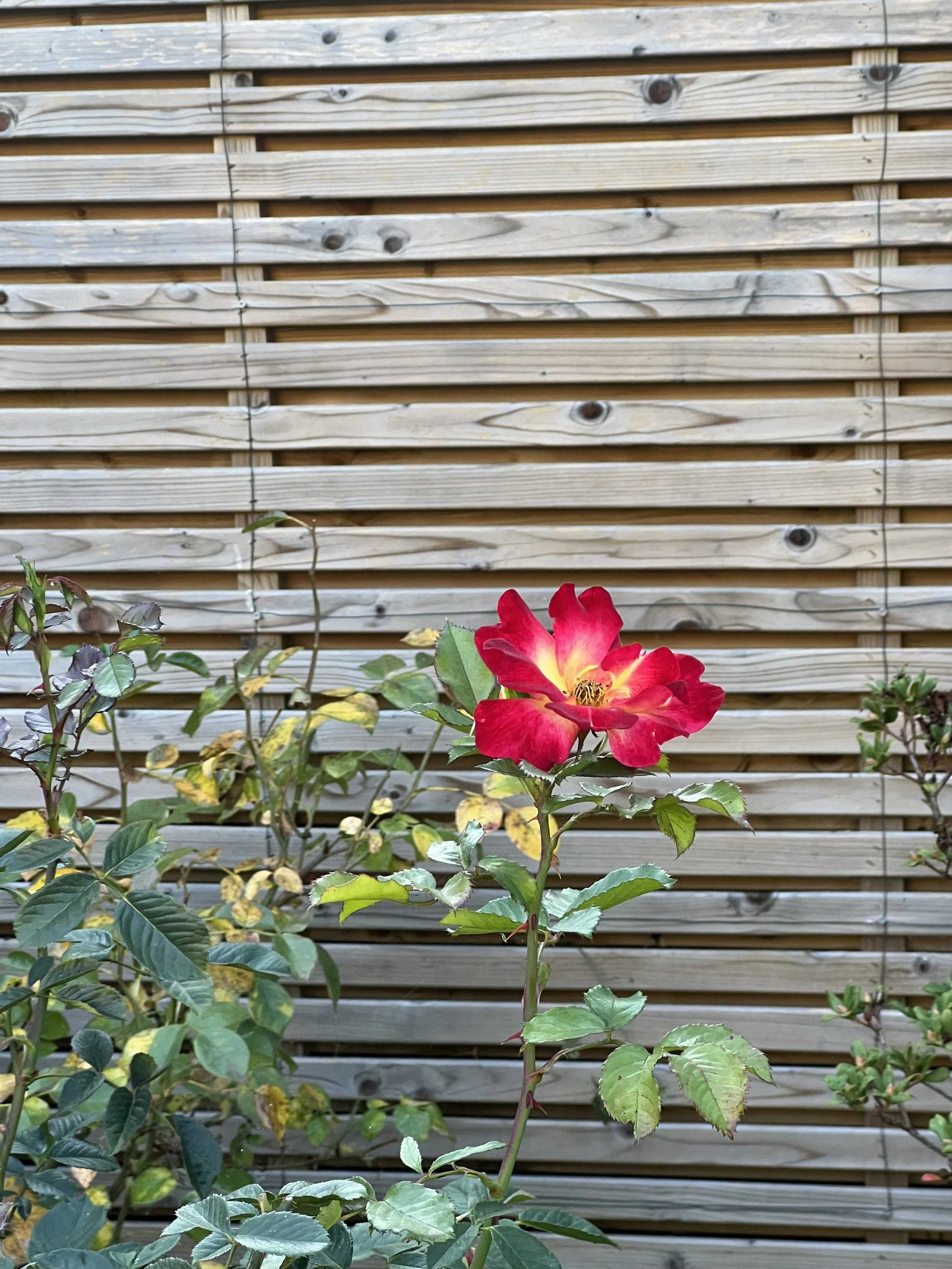 IMG_2439.jpeg