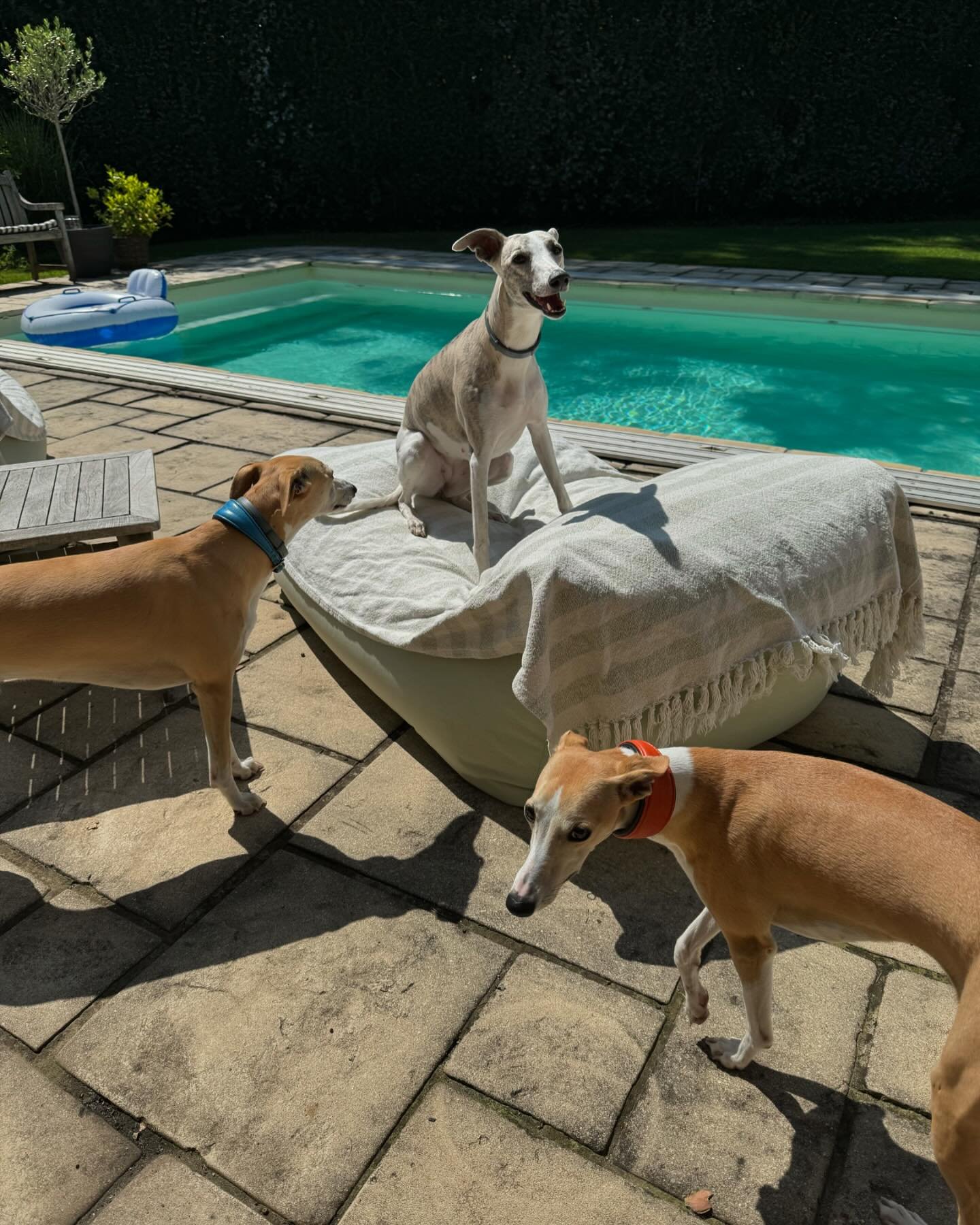 Egal wie hei&szlig;&hellip; Whippets lieben Sonne ☀️😁