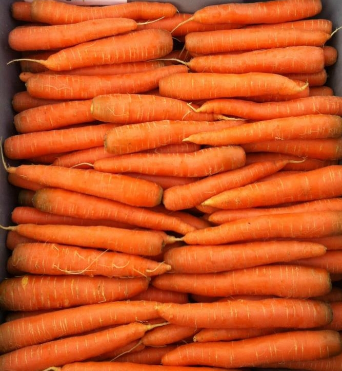 carrots.jpg