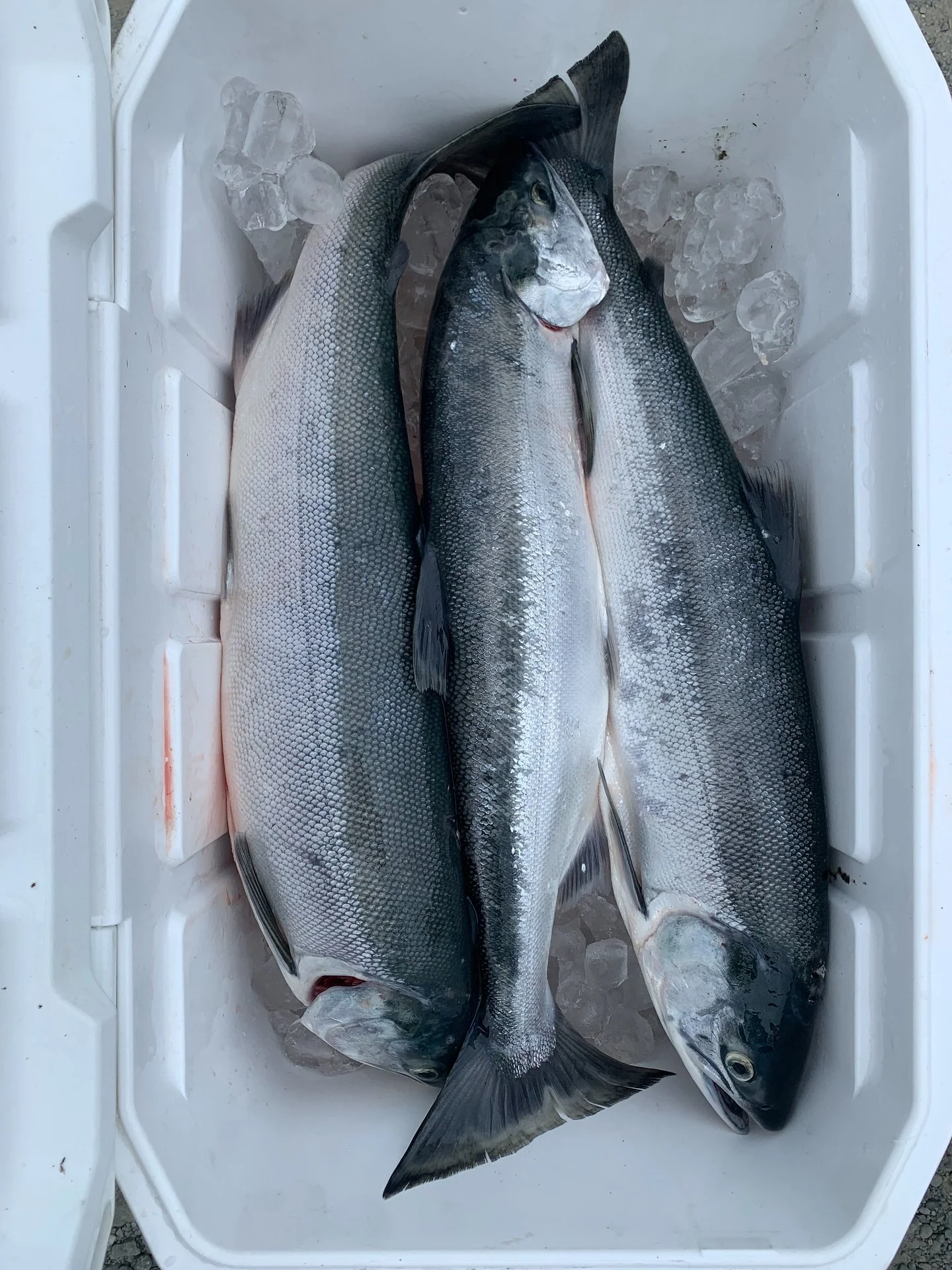 We ❤️ Salmon! We&rsquo;re feeling grateful for this place and the waters that sustain us. As their journey slows and the air turns crisp, we&rsquo;re holding onto the unique tastes that our beautiful state provides us. Chowder for the cool days and s