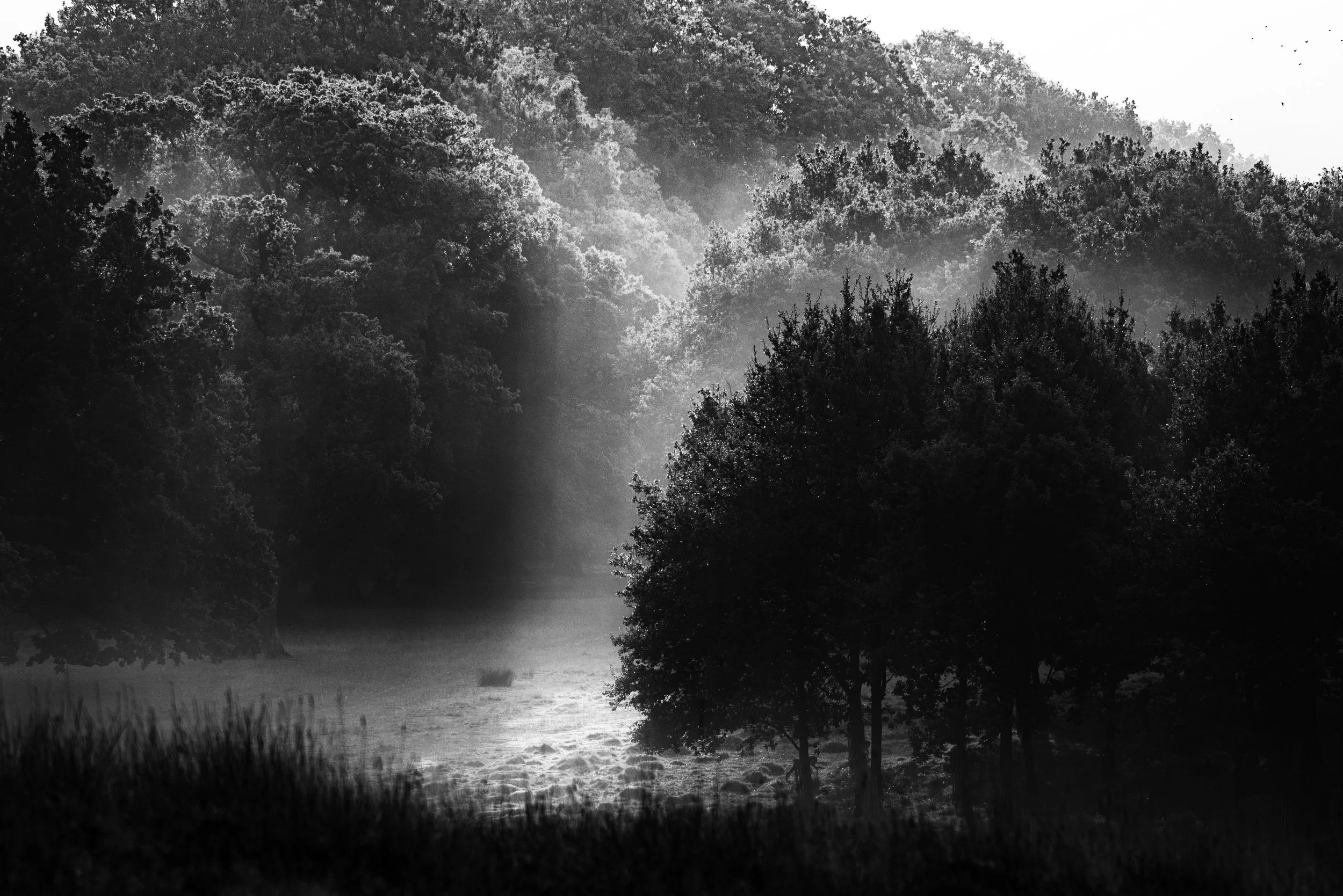 Wild 2016-24-Edit.jpg