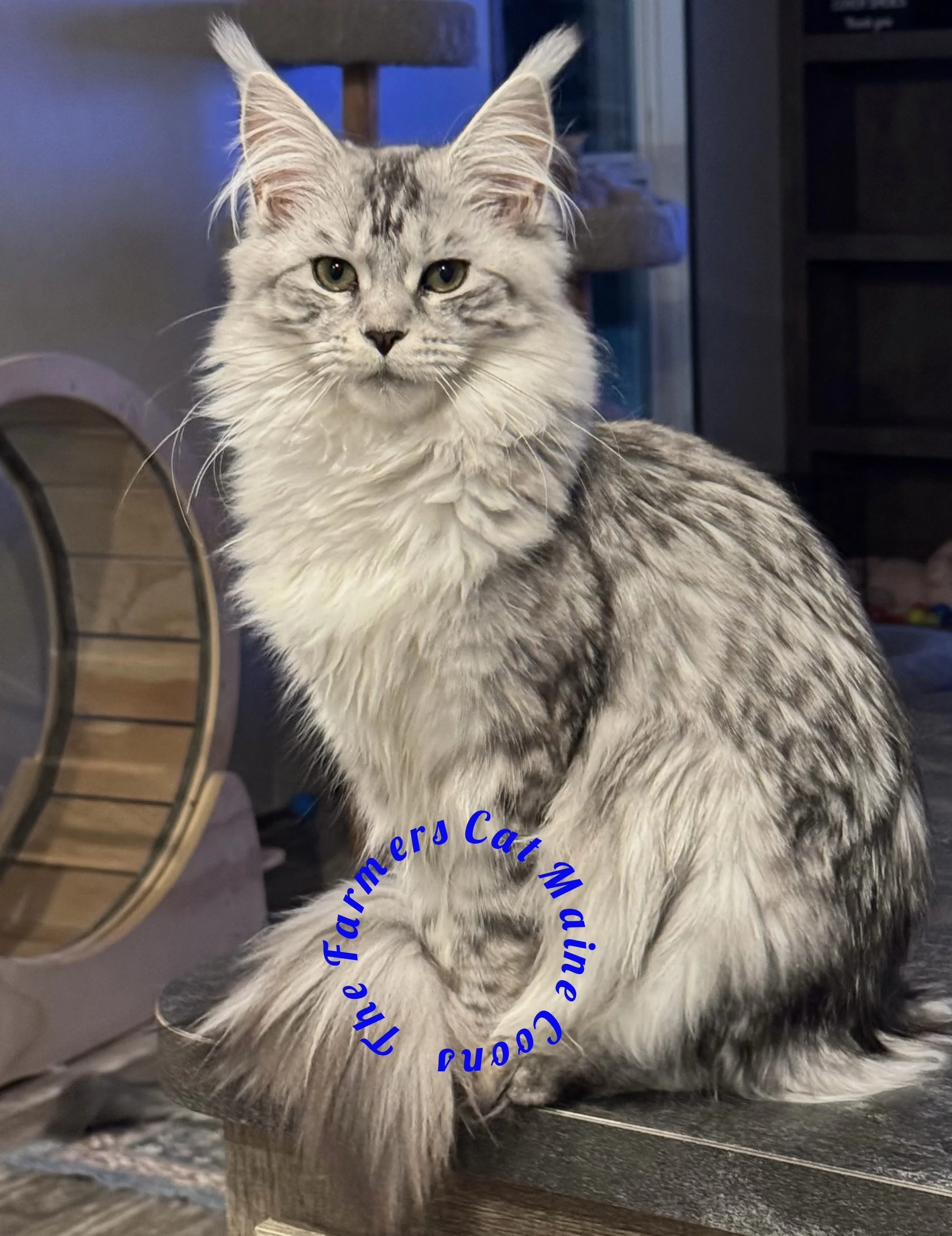 Daisy  (female) dob: 5/8/2025