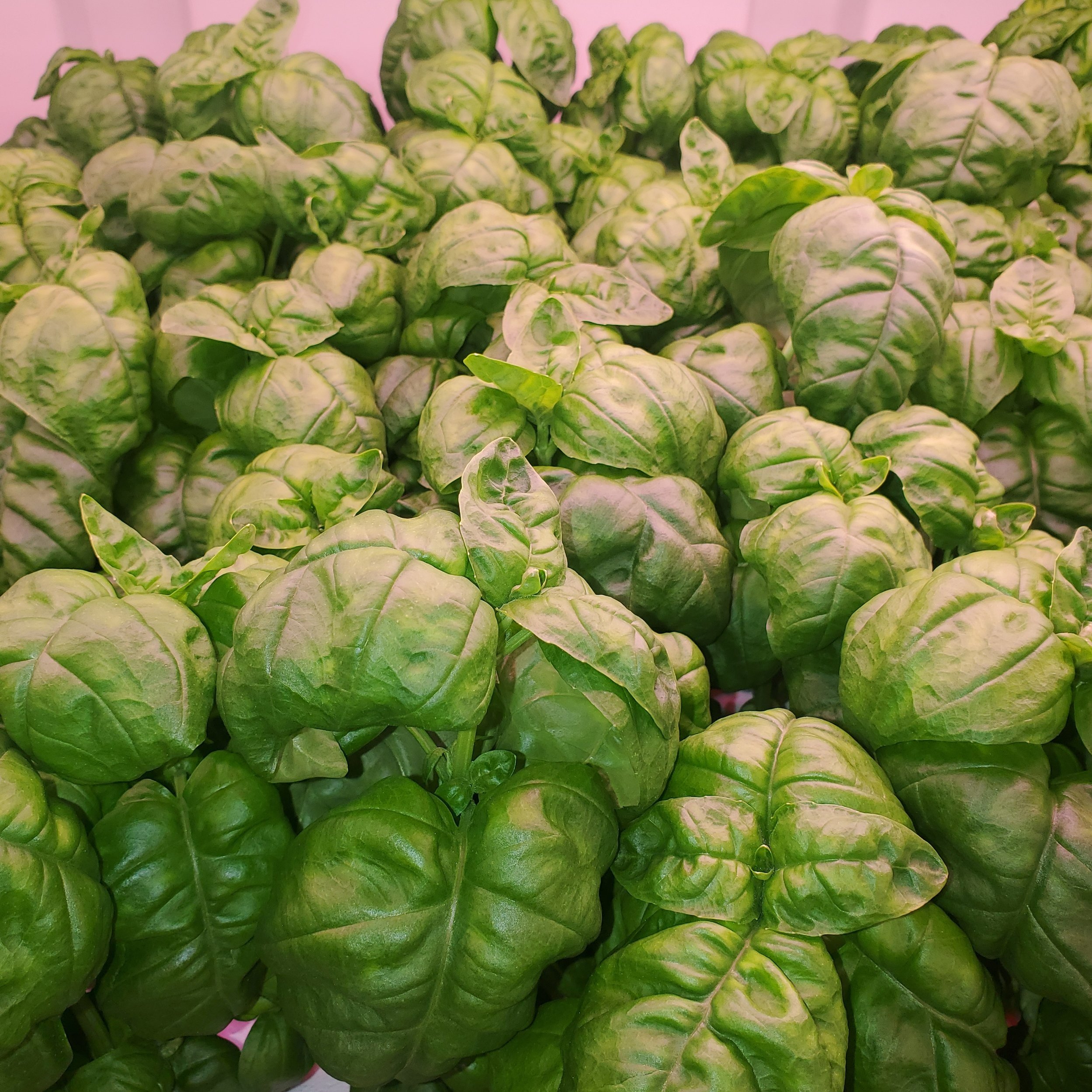 Multi Seed Basil.jpg