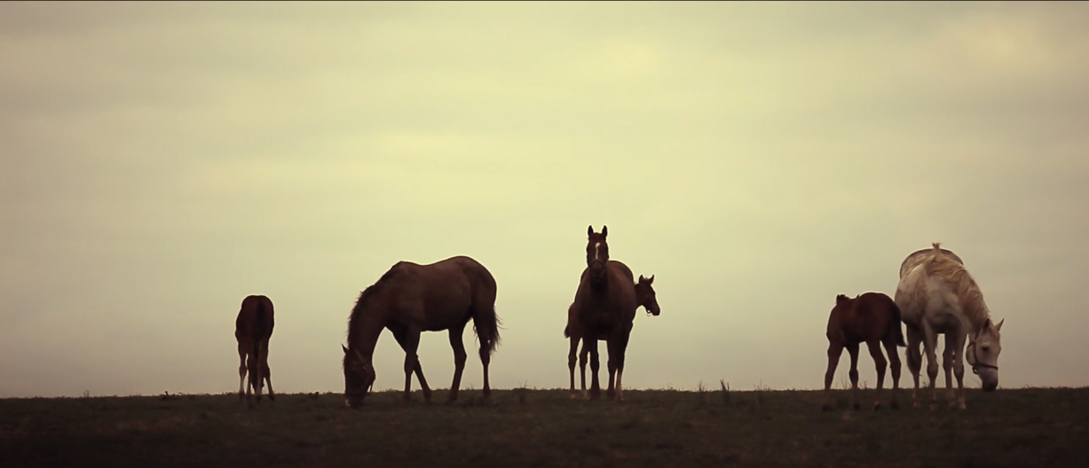 GAINESWAY THOROUGHBREDS