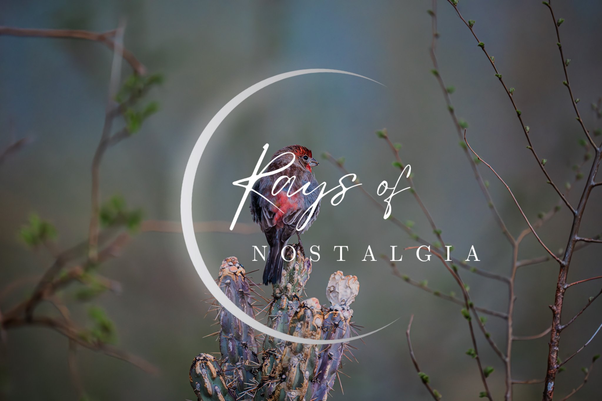 RaysofNostalgia2025-126.jpg