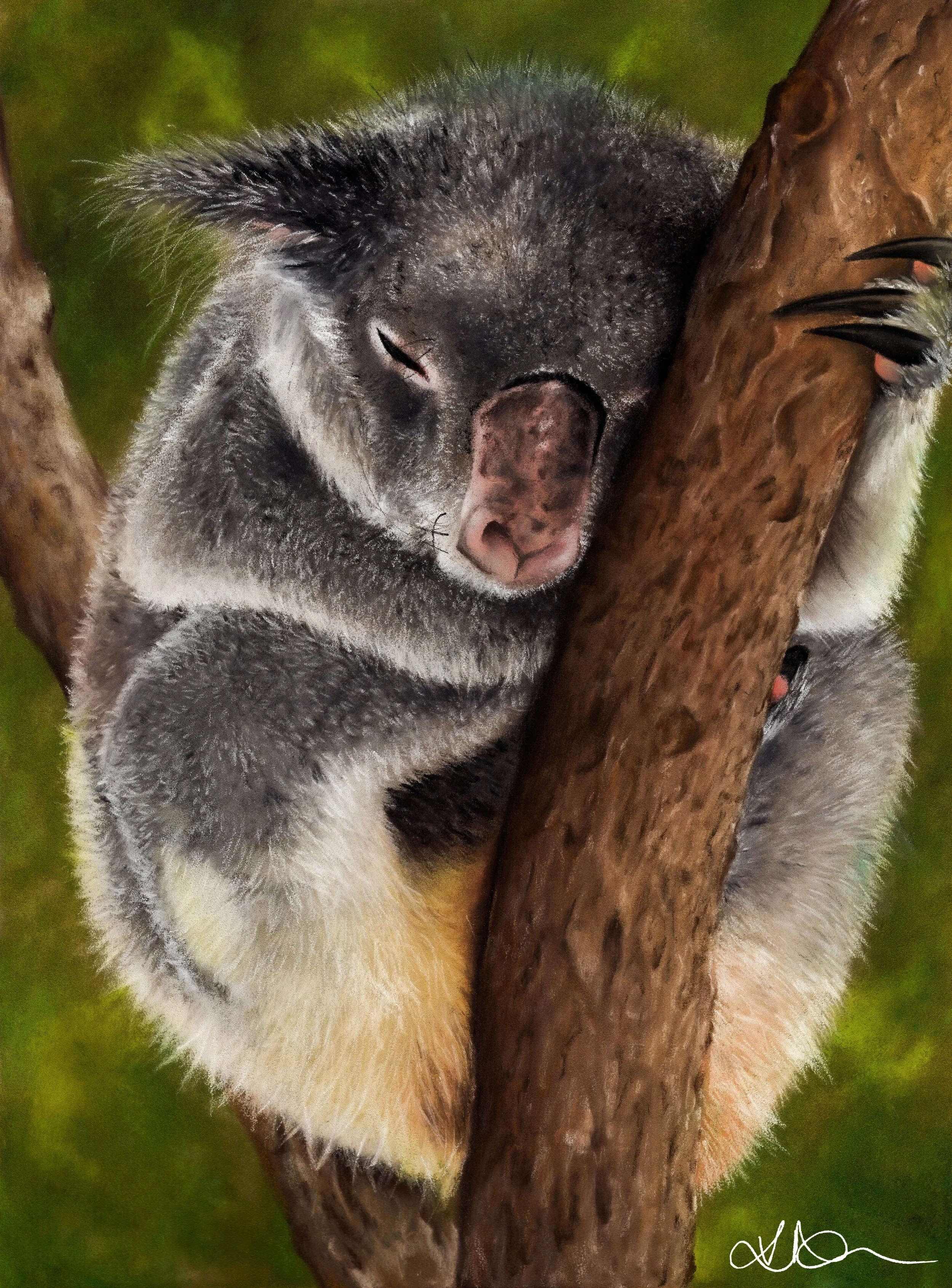 KOALA (2024)