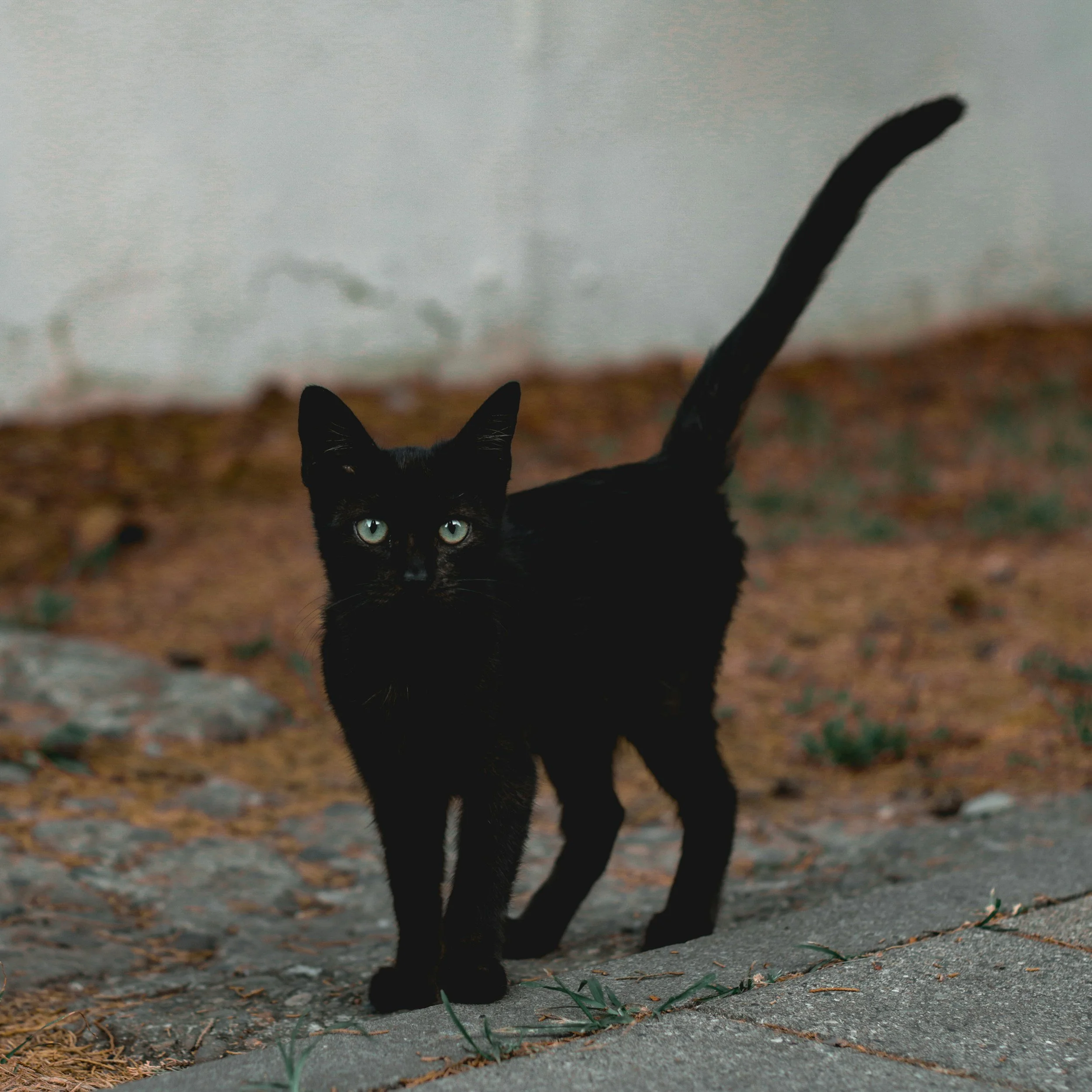 What is a Paranormal Cozy Mystery?