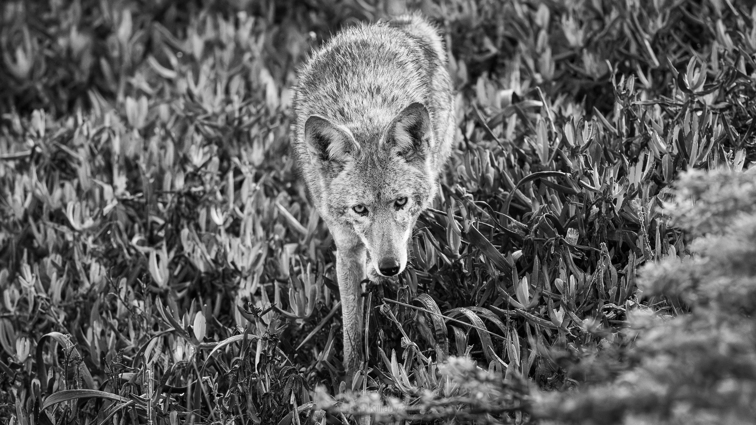 Stalk the Photographer - Point Reyes National Seashore