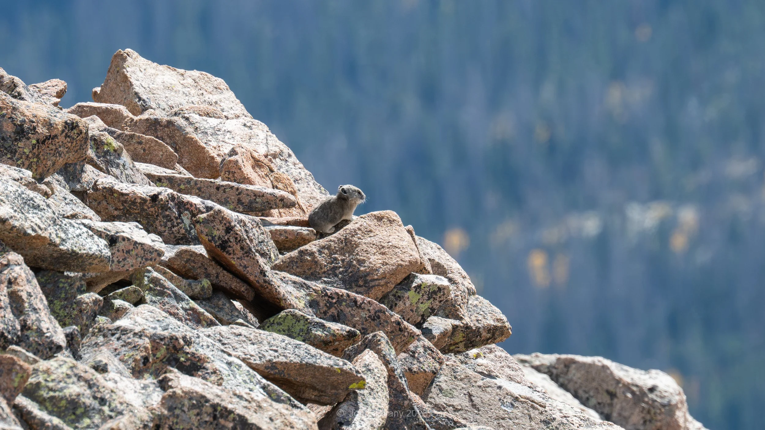 Pika of Pride Rock - Rocky Mountain NP