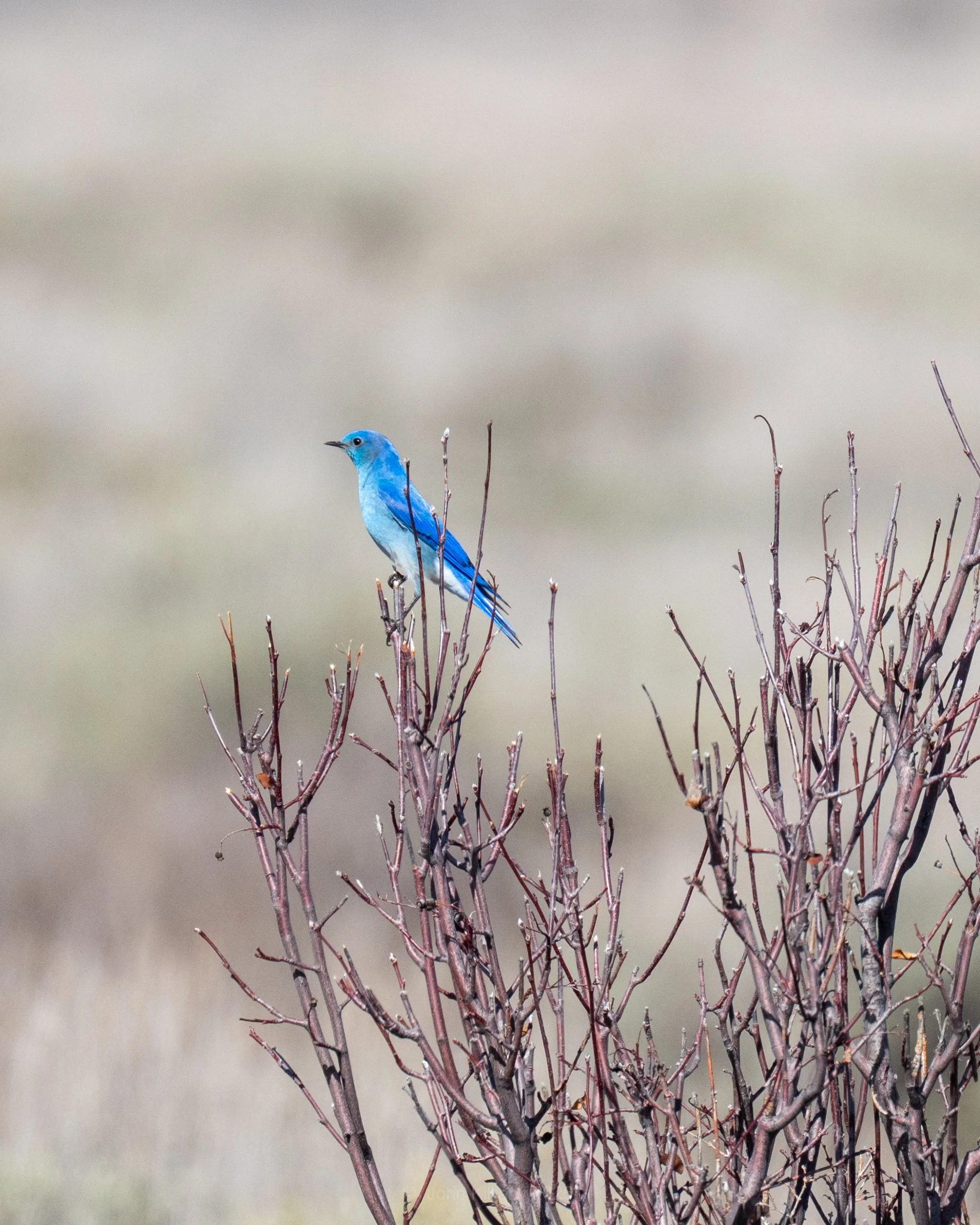 Mountain Bluebird - Gros Ventre River - GTNP
