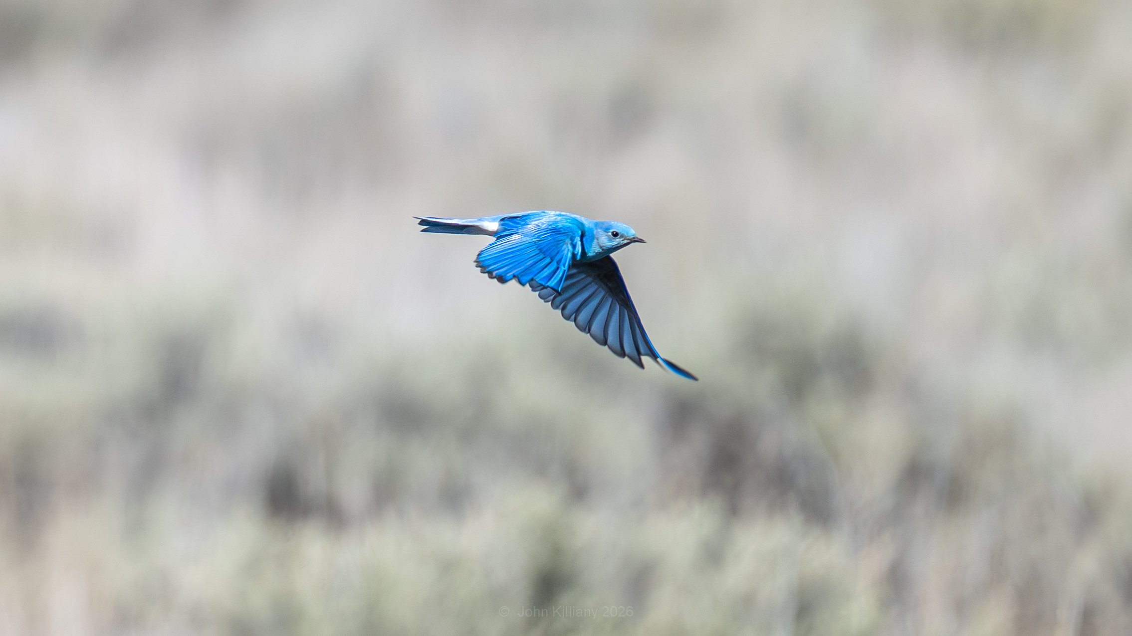 Mountain Bluebird - Gros Ventre River - GTNP