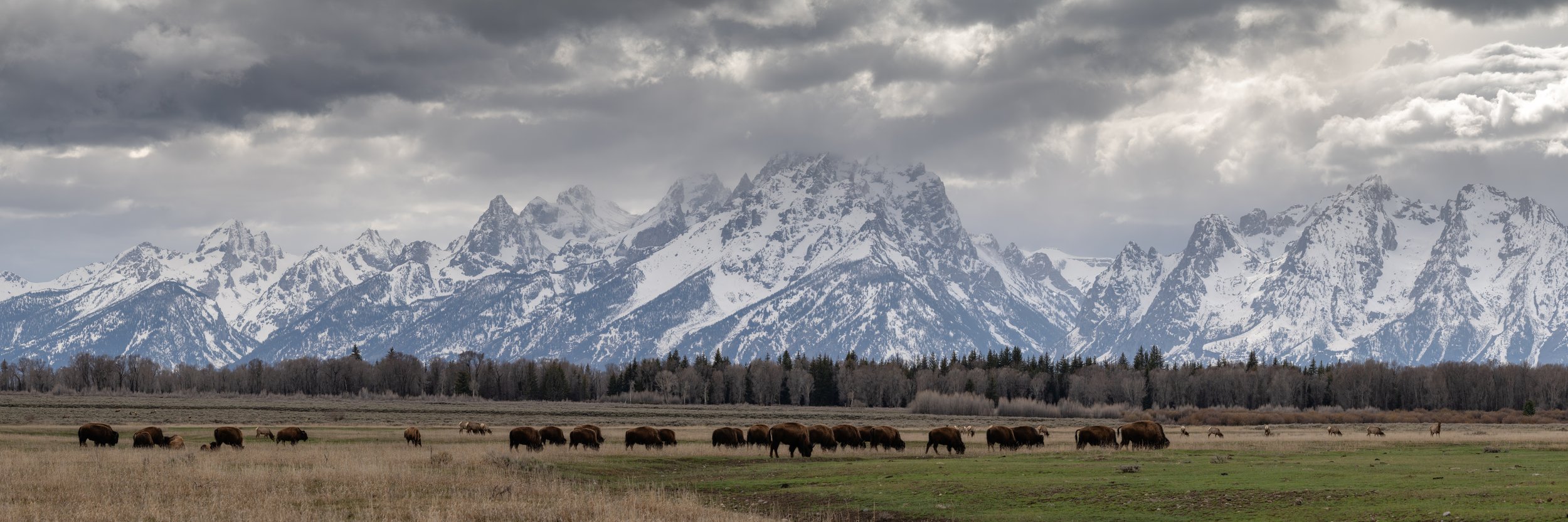April Forage - Grand Teton NP