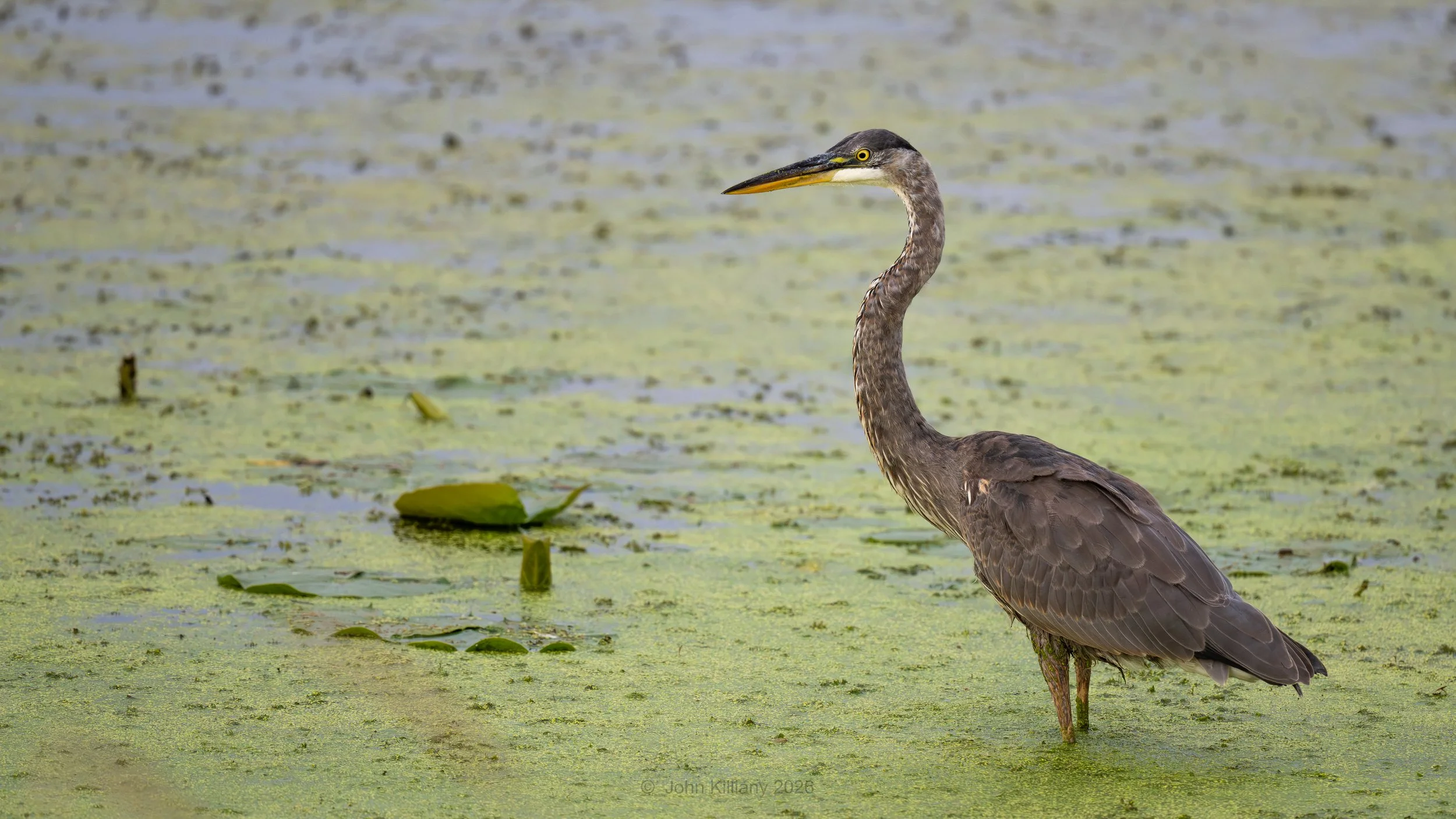 Great Blue Heron - Montezuma NWR