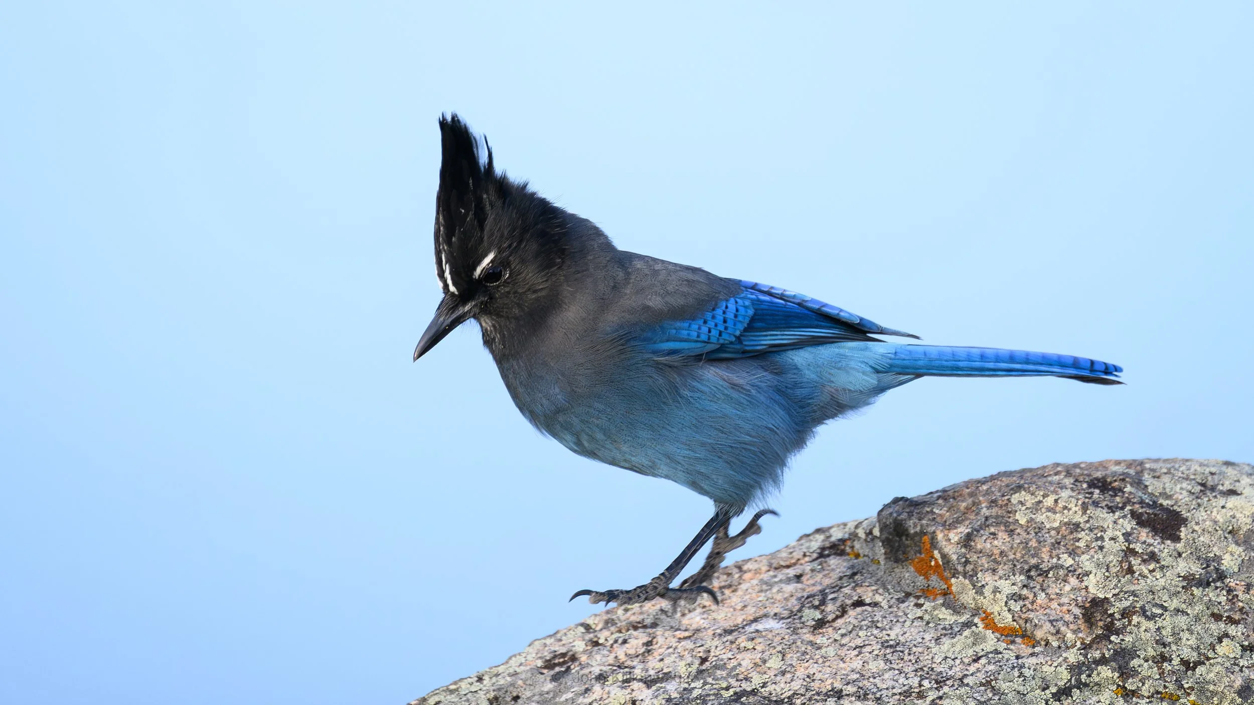 Steller's Jay - Rocky Mountain National Park