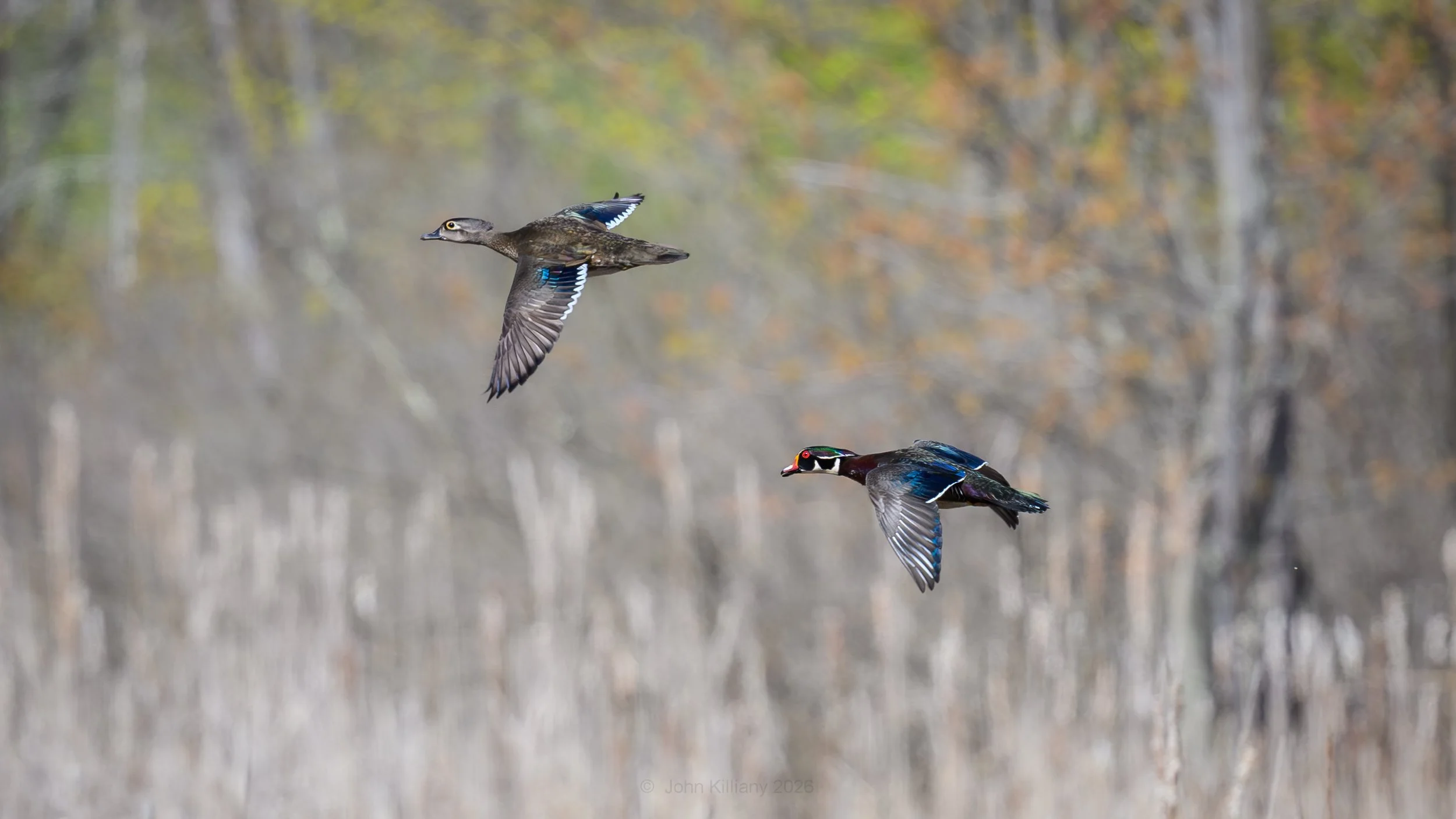 Wood Ducks - St Albans, VT