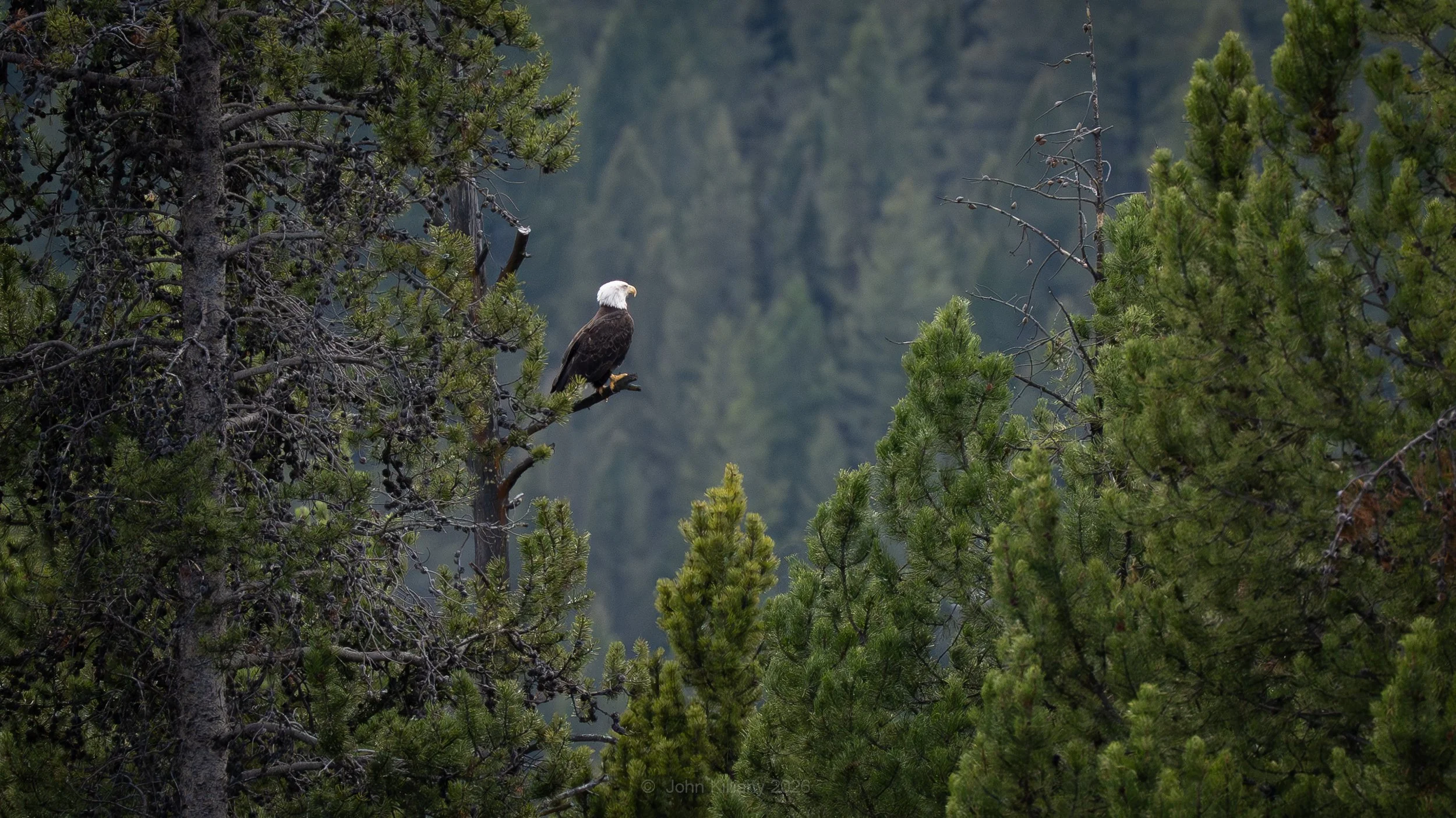 Over Watch - Oxbow Bend - GTNP 