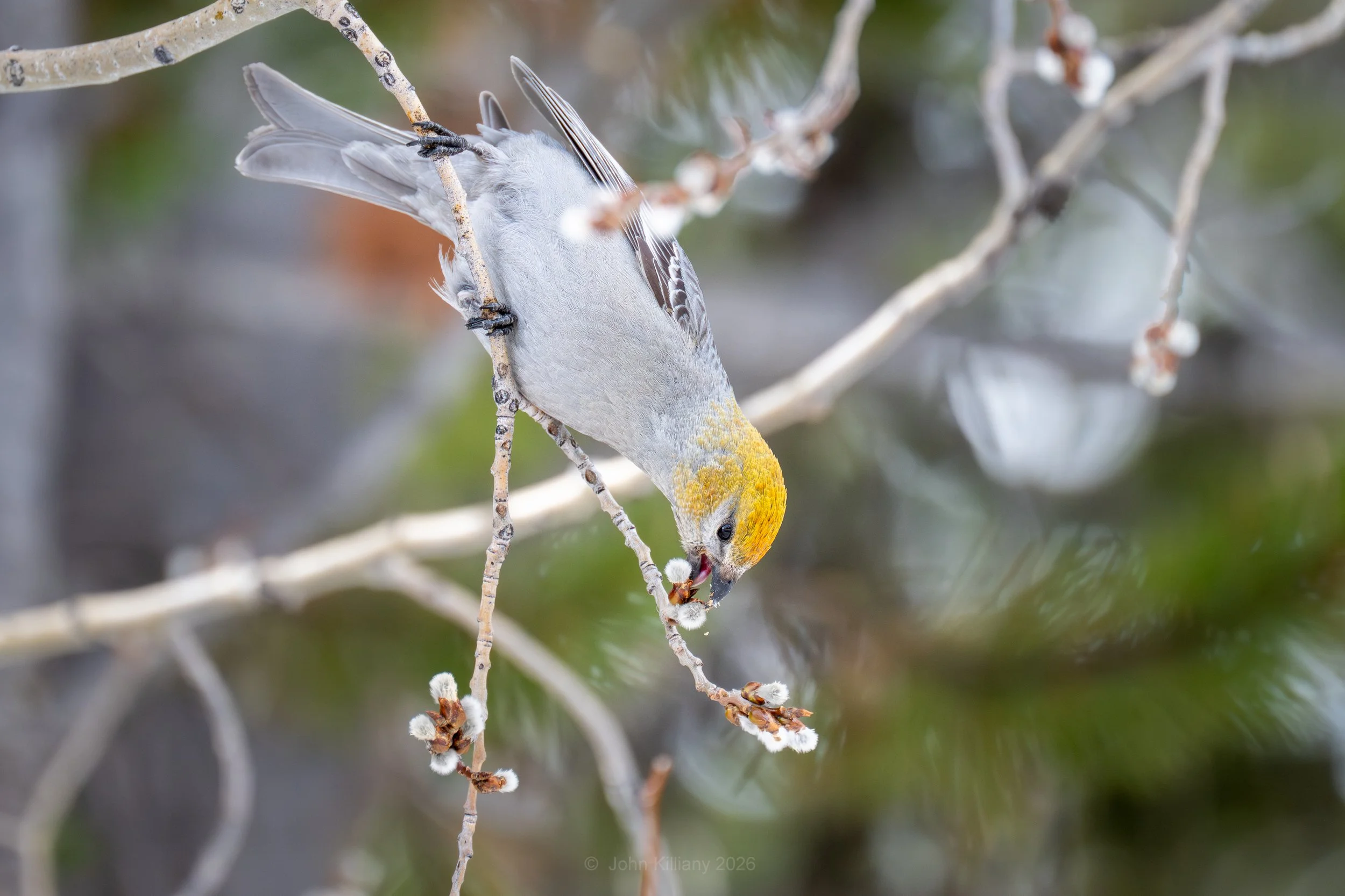 Female Pine Grosbeak - Colter Bay - GTNP