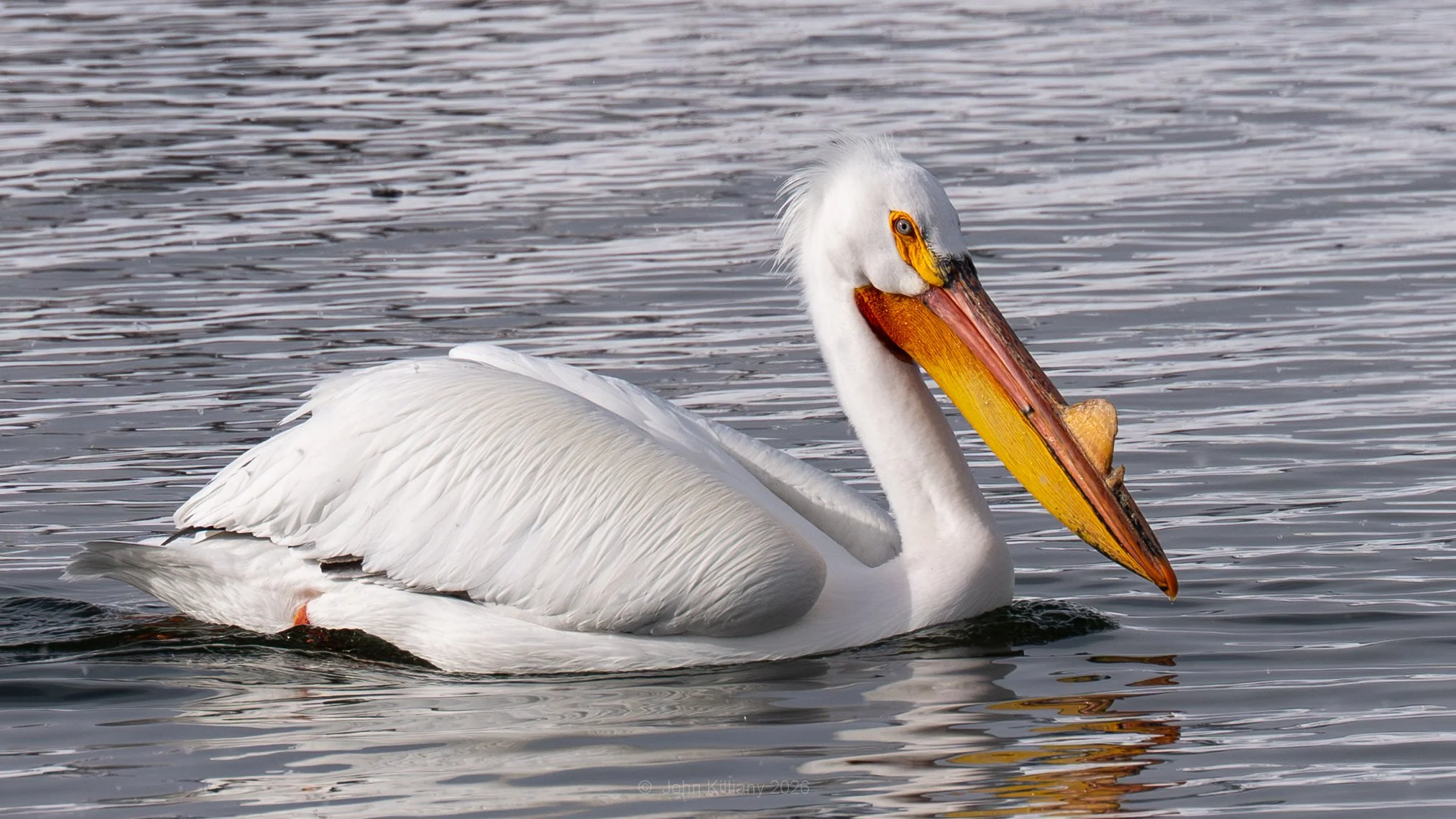 American White Pelican - Oxbow Bend - GTNP