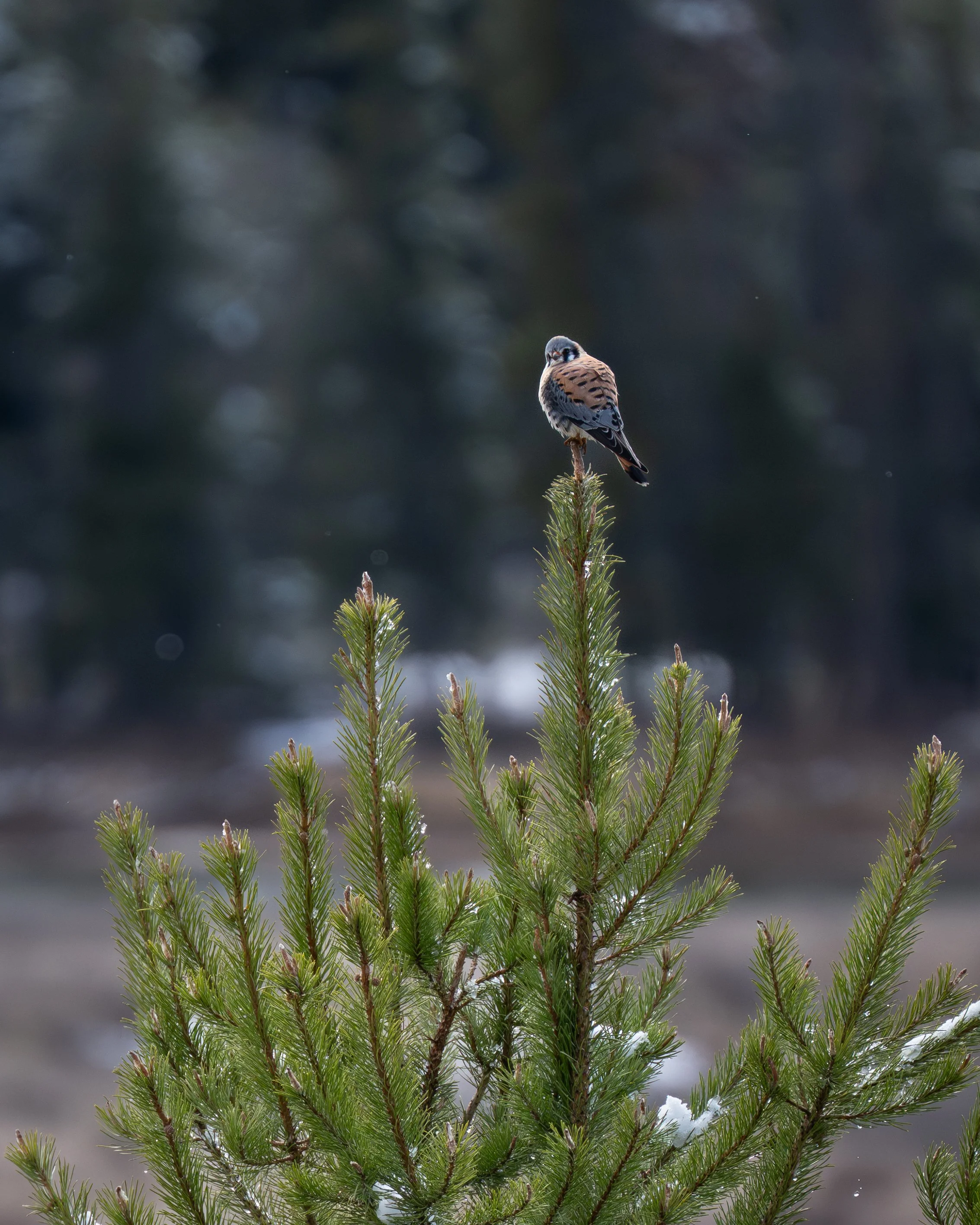 American Kestrel - Oxbow Bend - GTNP