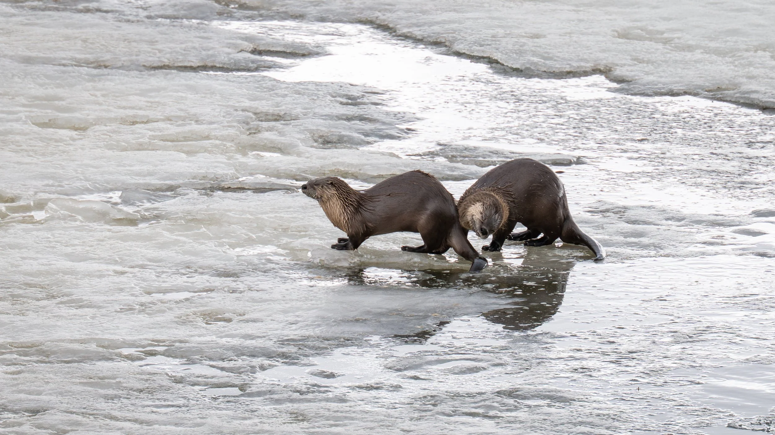 River Otters - Oxbow Bend - GTNP