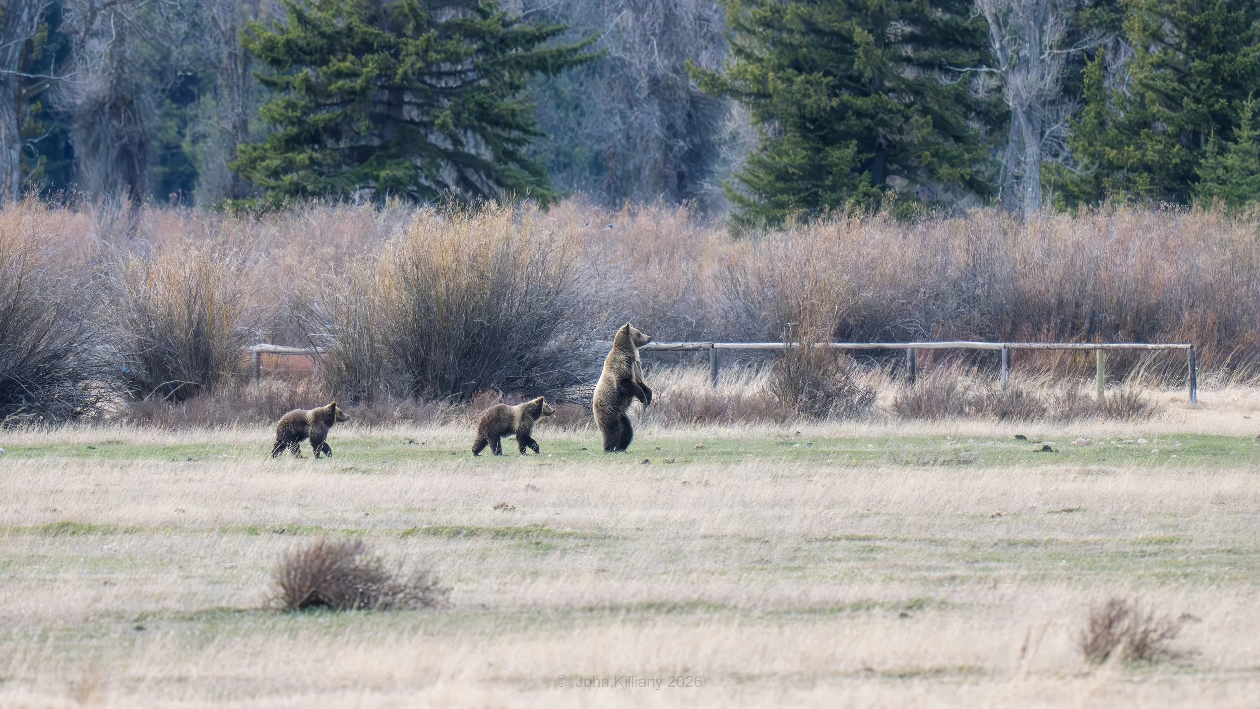Be Aware Bear - Cunningham's Cabin - GTNP