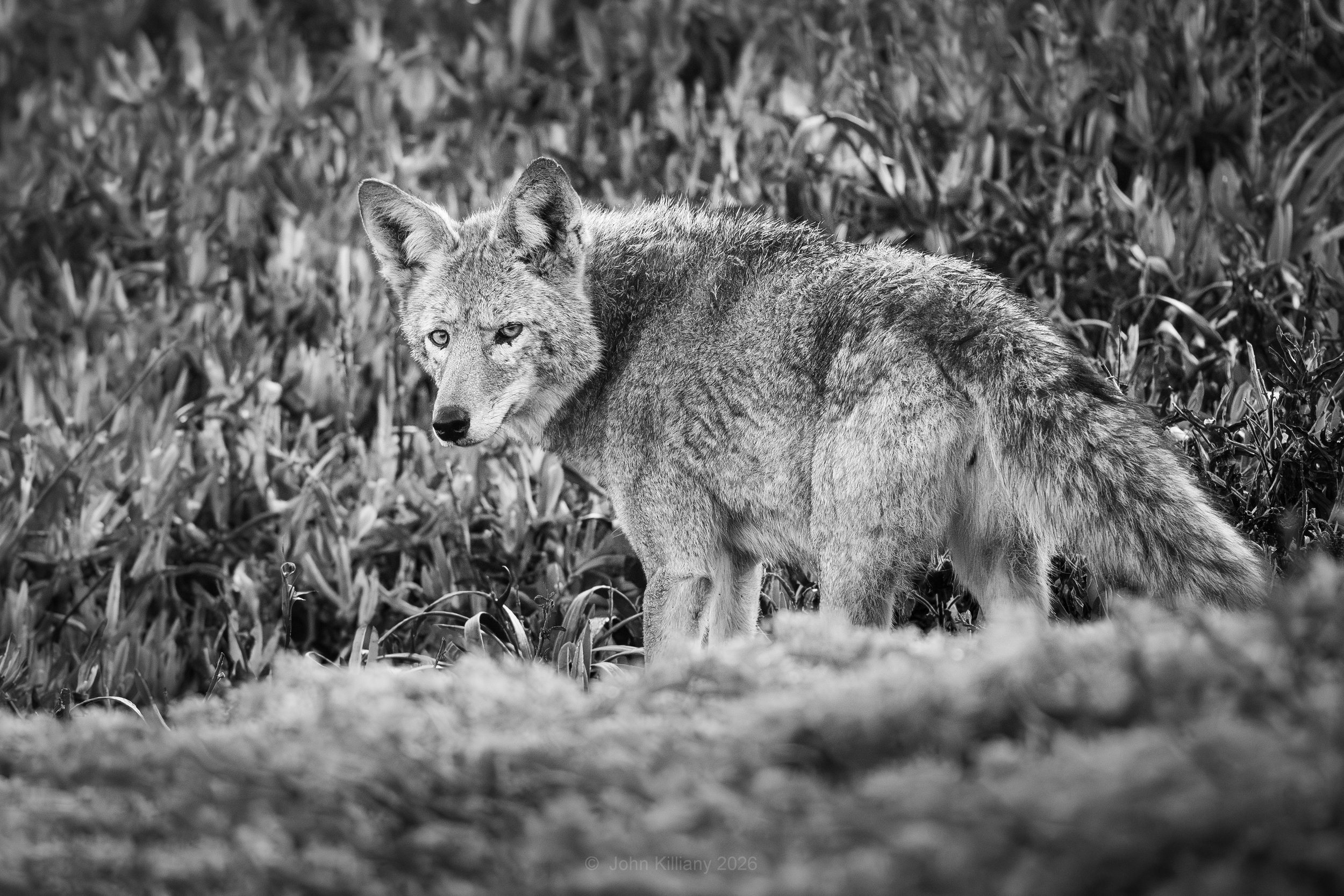 Coyote Indecision - Point Reyes National Seashore