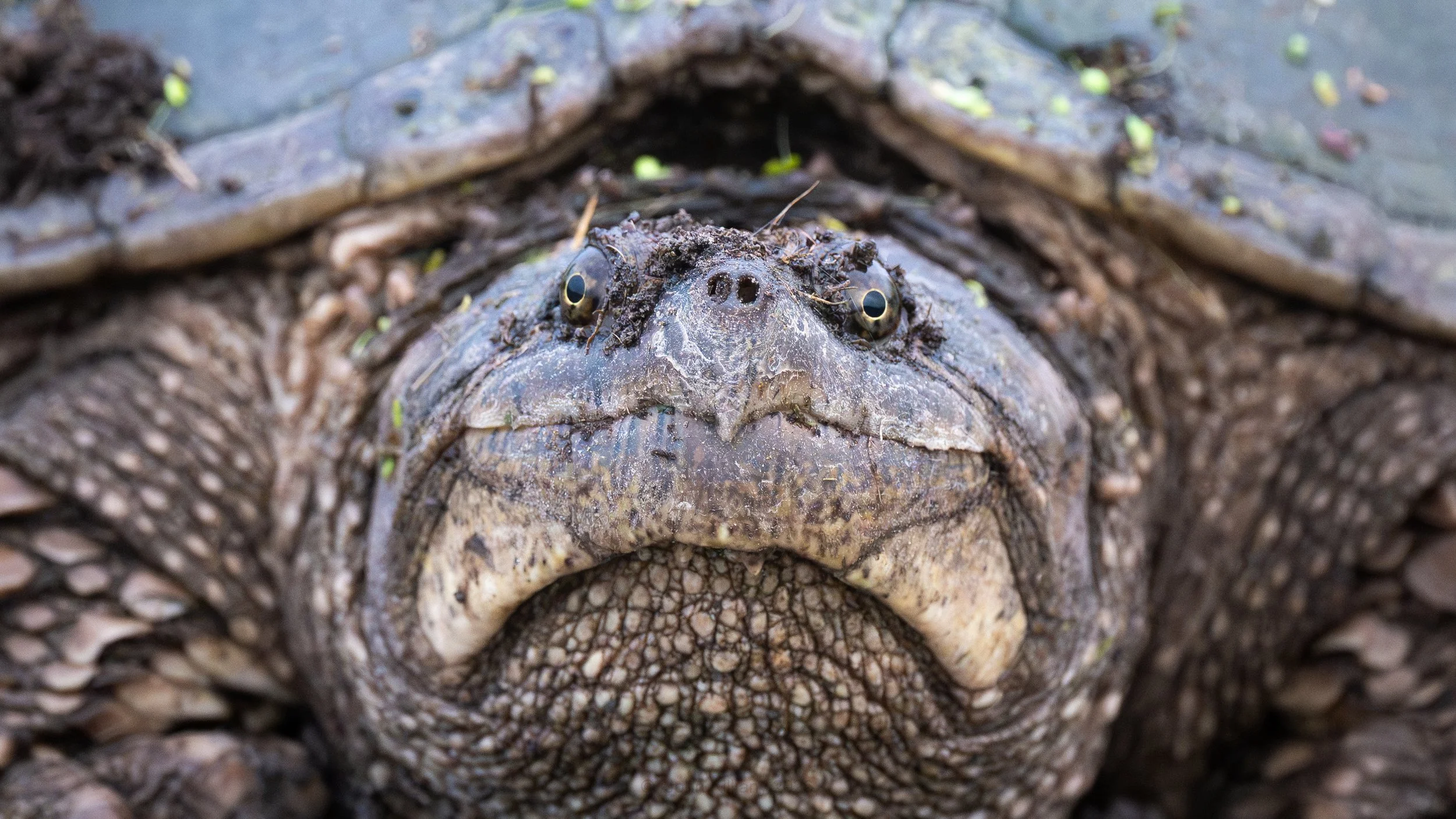 Snapping Turtle - Montezuma NWR 